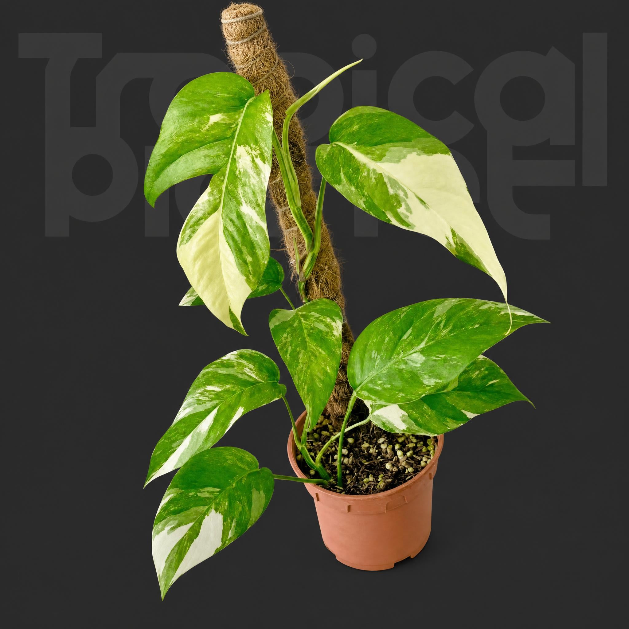 Epipremnum pinnatum