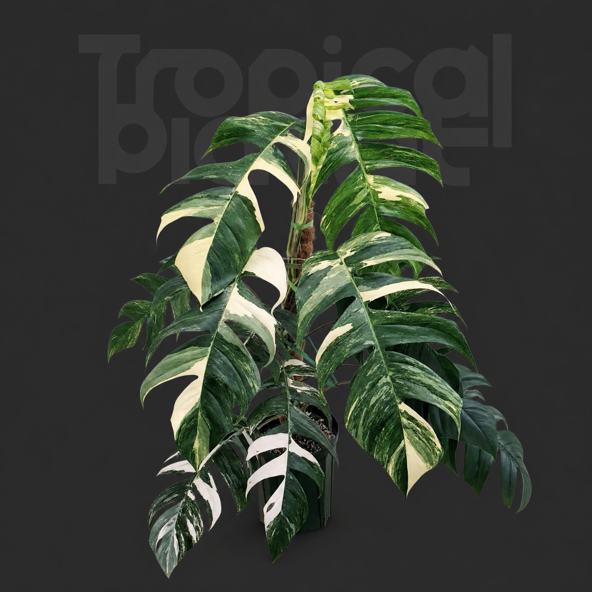Epipremnum pinnatum - Variegated