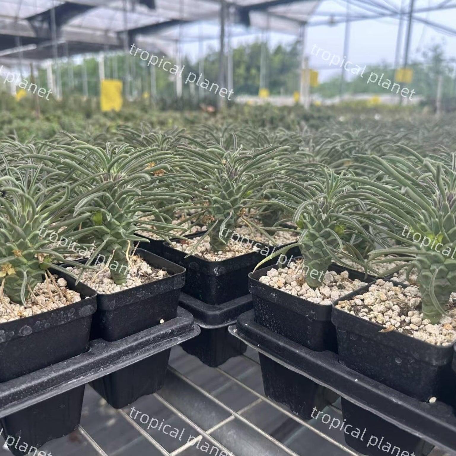 Euphorbia clandestina - 1:1 full-frame product photo