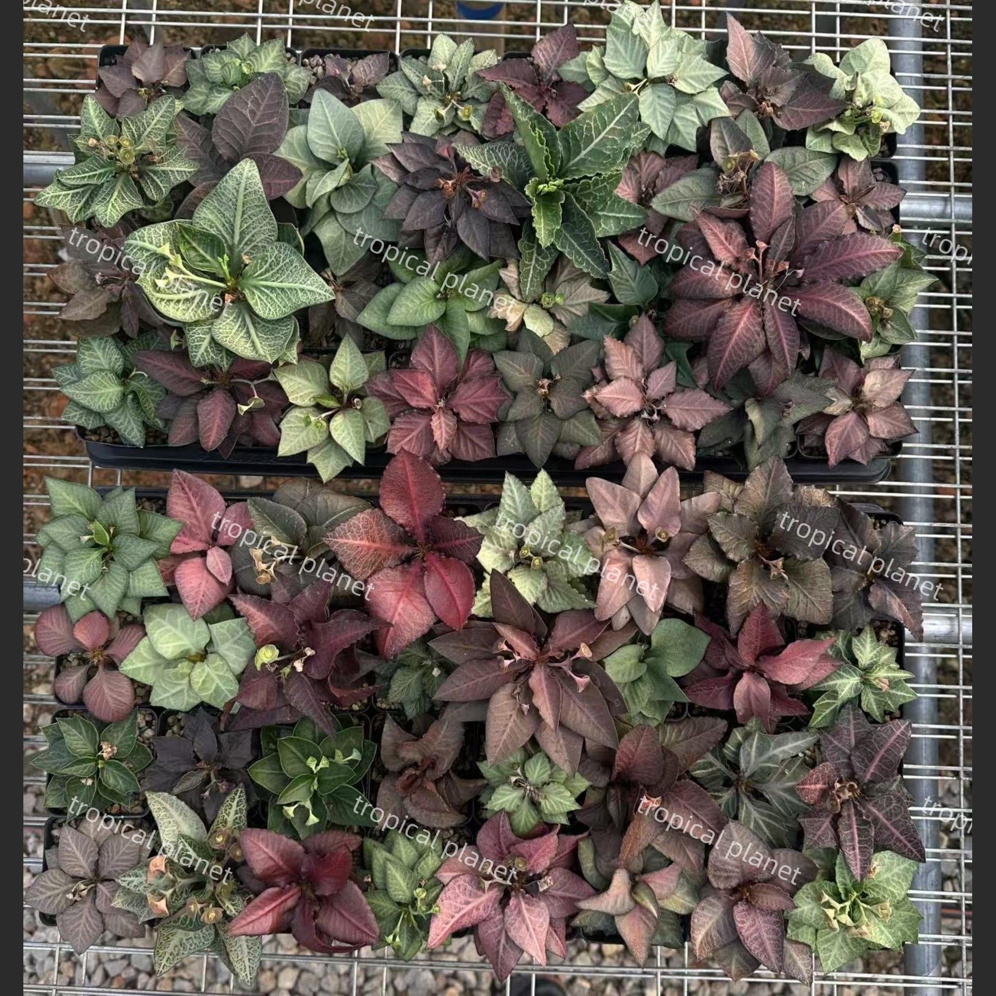 Euphorbia francoisii - 1:1 full-frame product photo