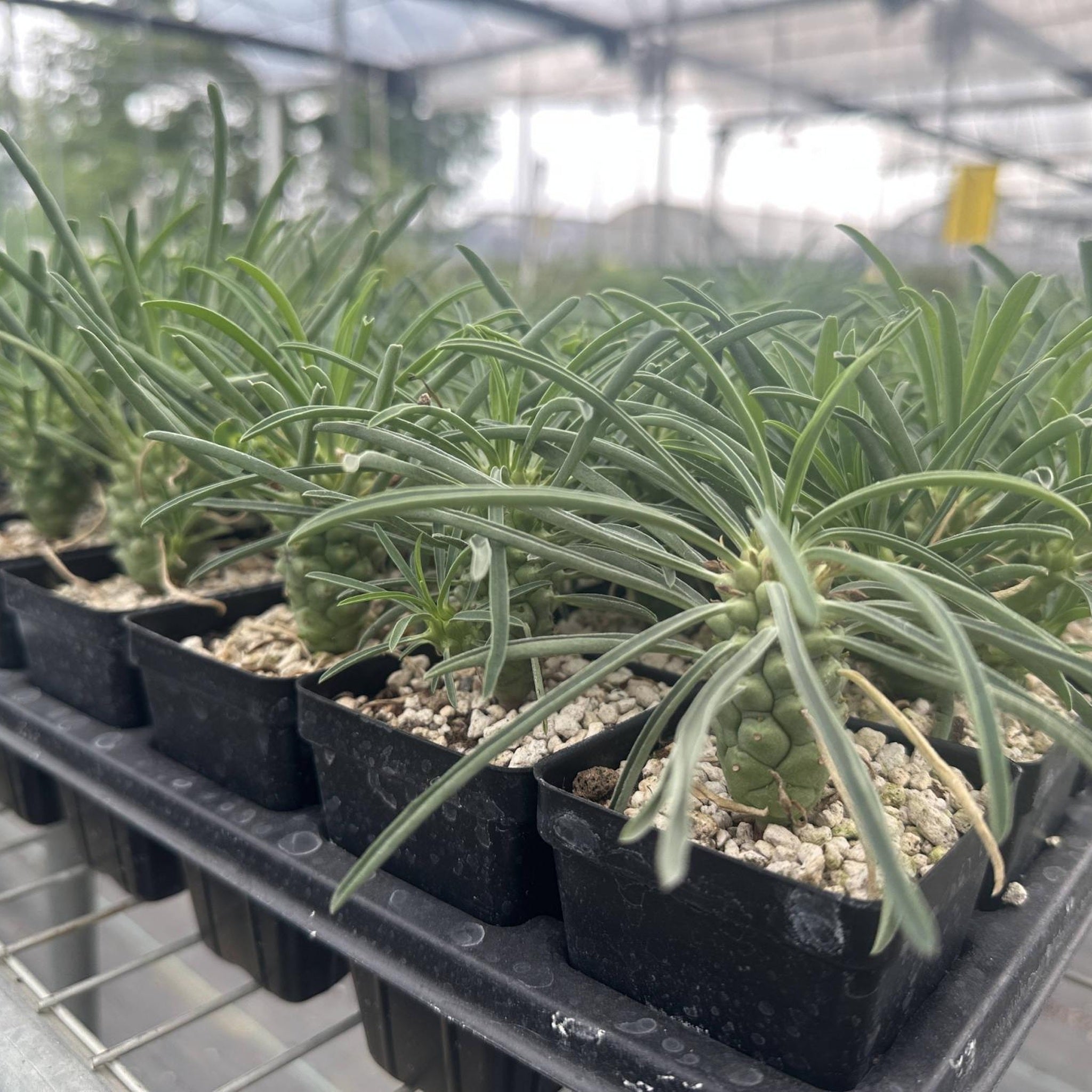 Euphorbia pubiglans - nursery batch 1:1
