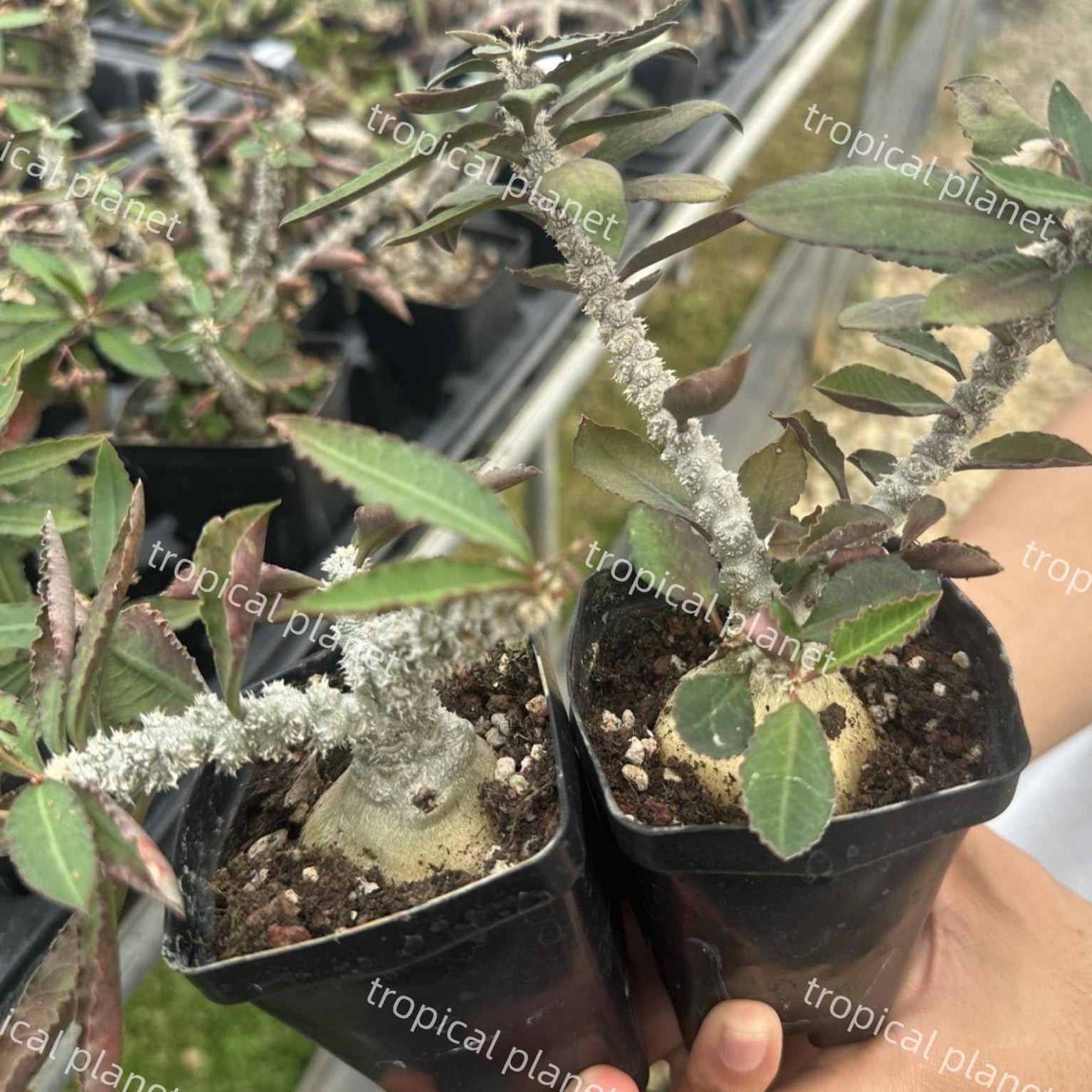 Euphorbia suzannae-marnierae - 1:1 full-frame product photo
