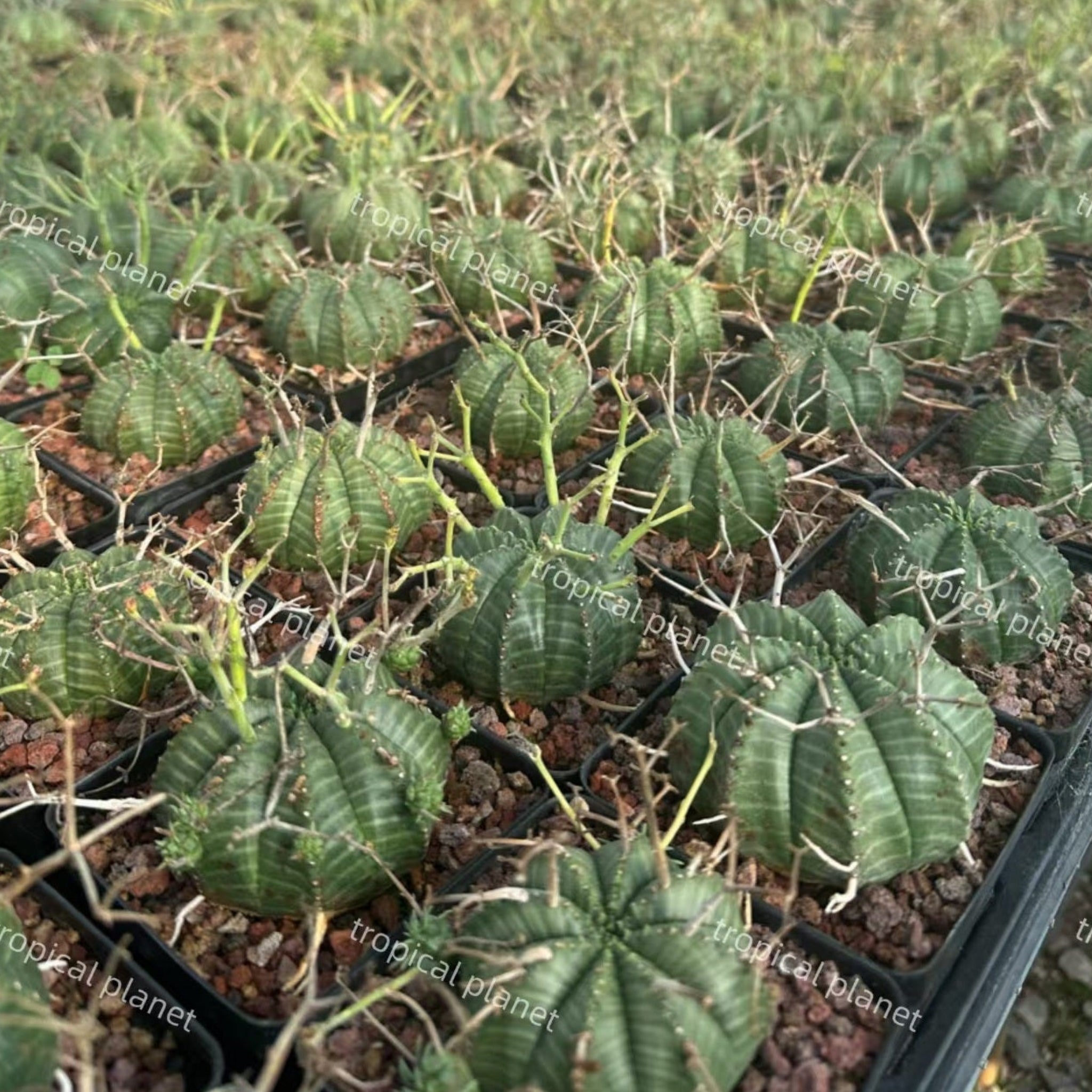 Euphorbia valida - 1:1 full-frame product photo