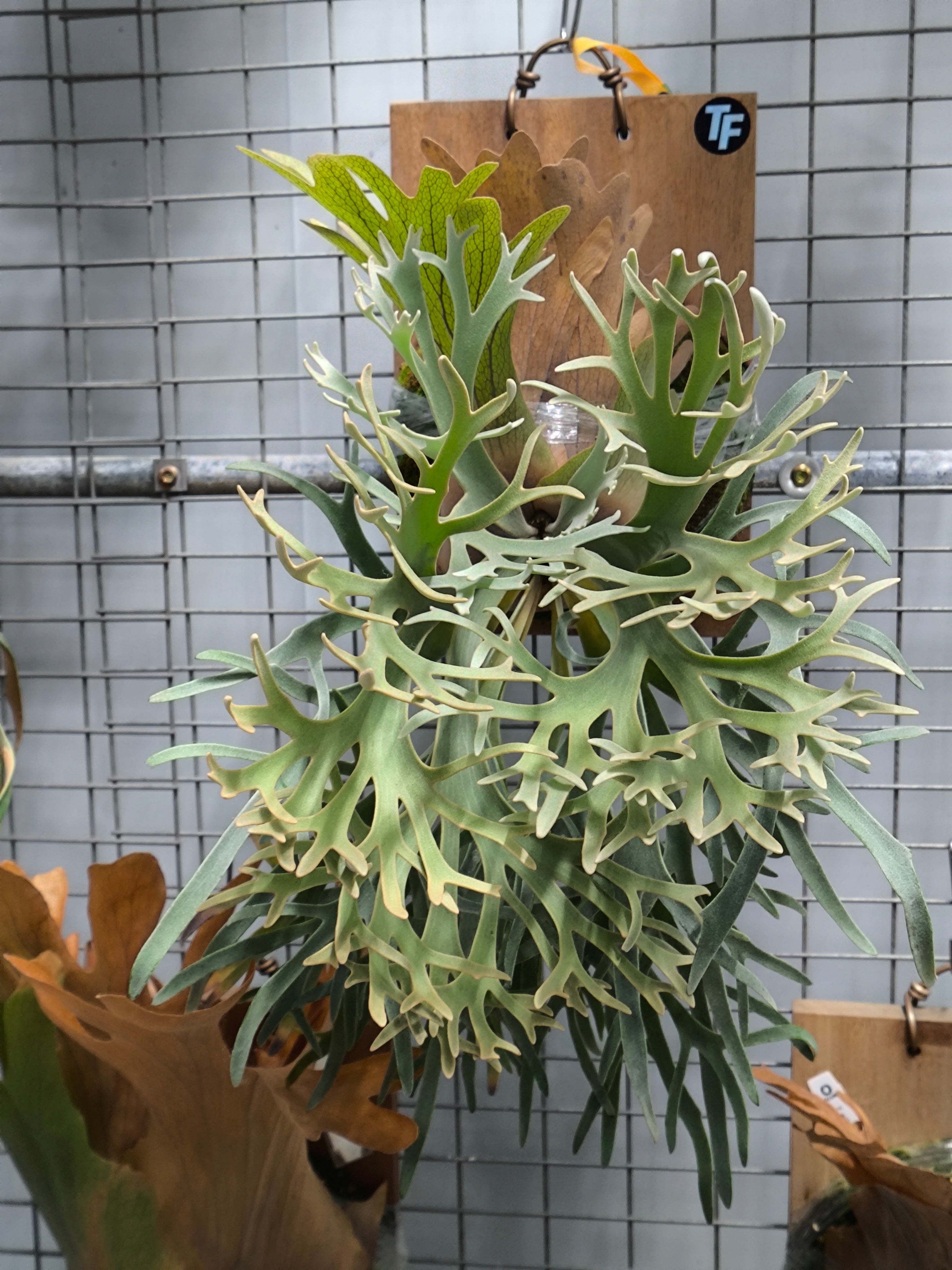 Exact plant pictured for this Platycerium retail listing