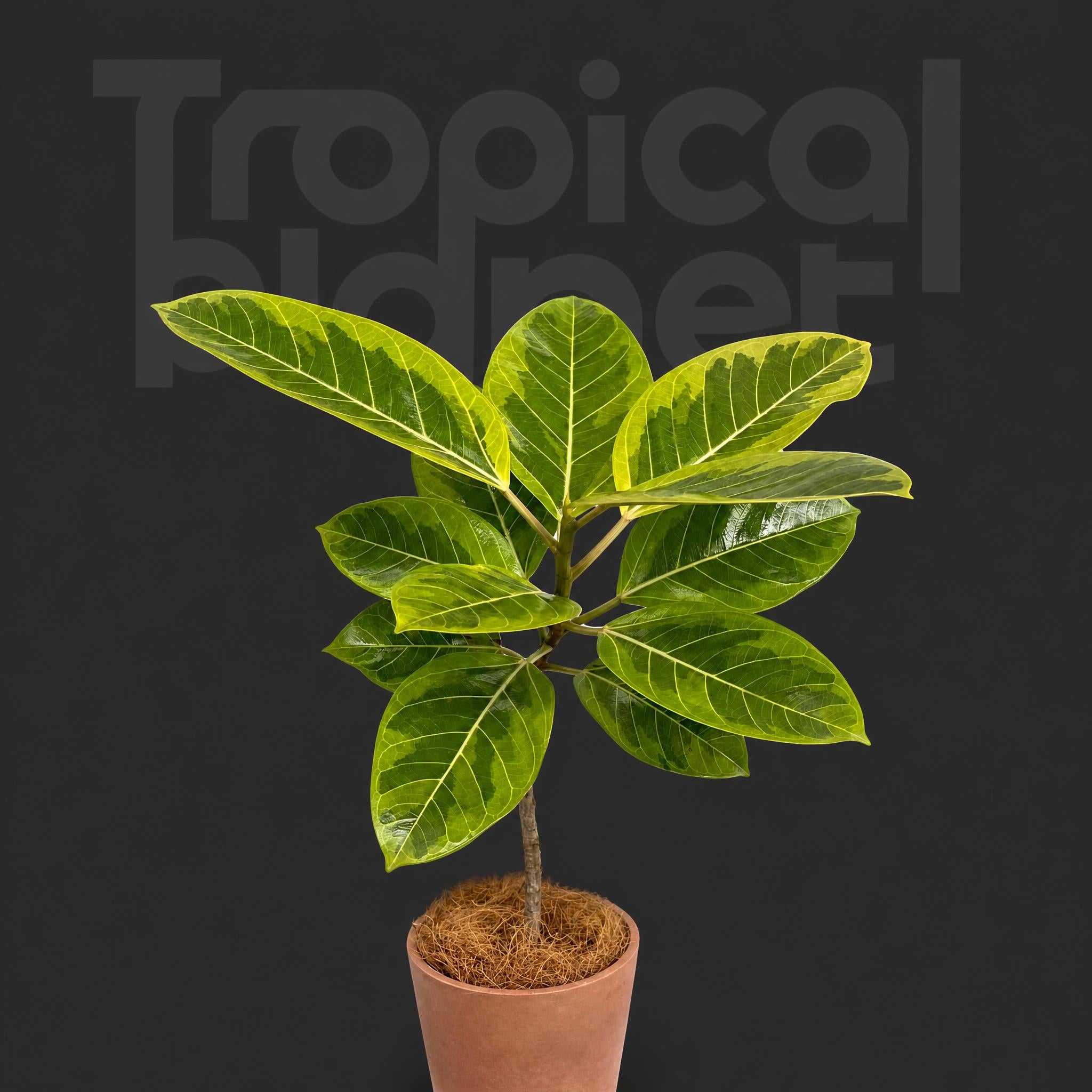 Ficus altissima Variegata