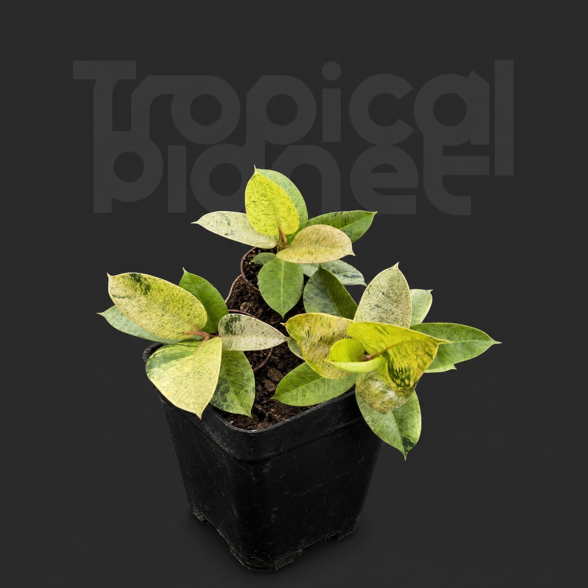 Ficus Elastica Shivereana