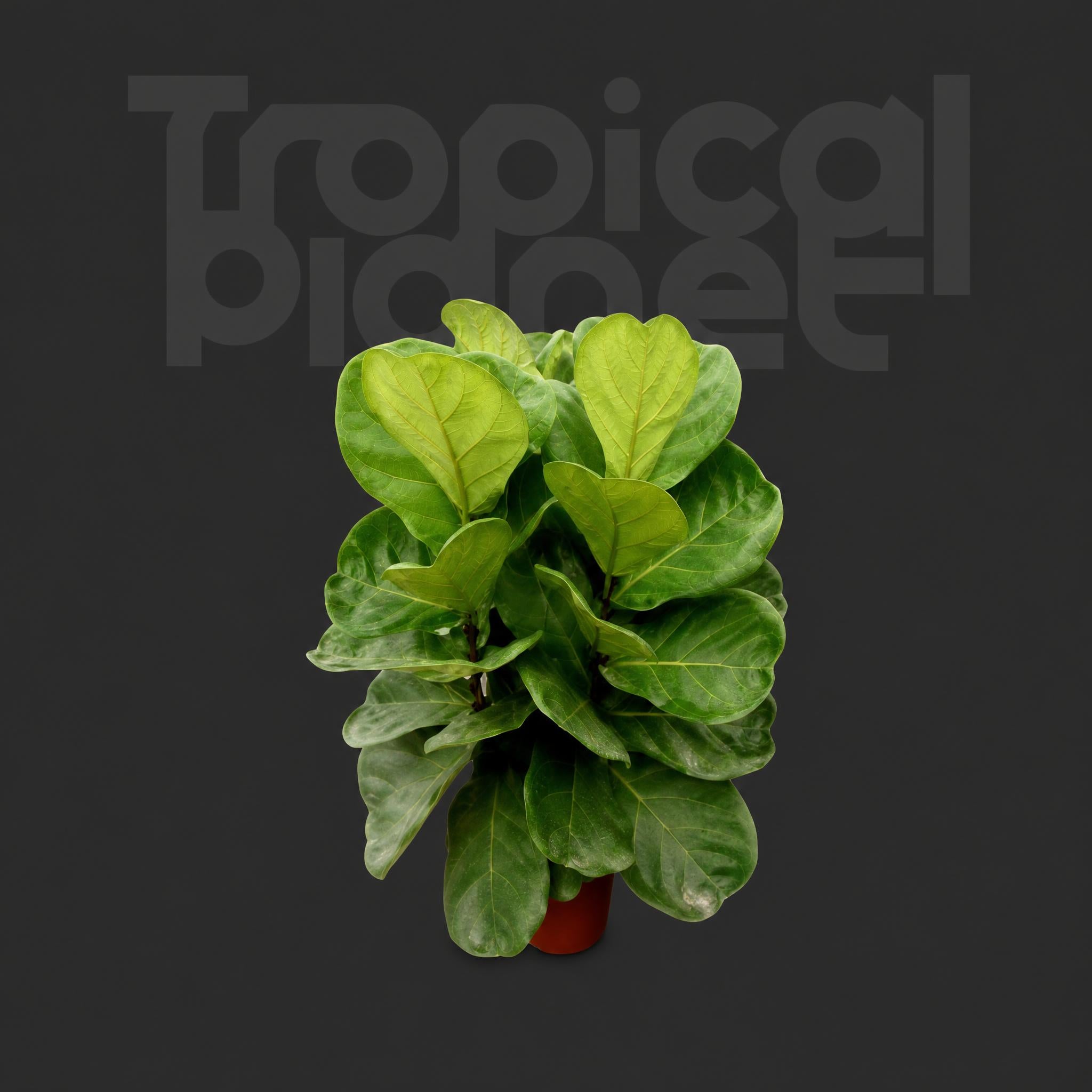 Ficus lyrata