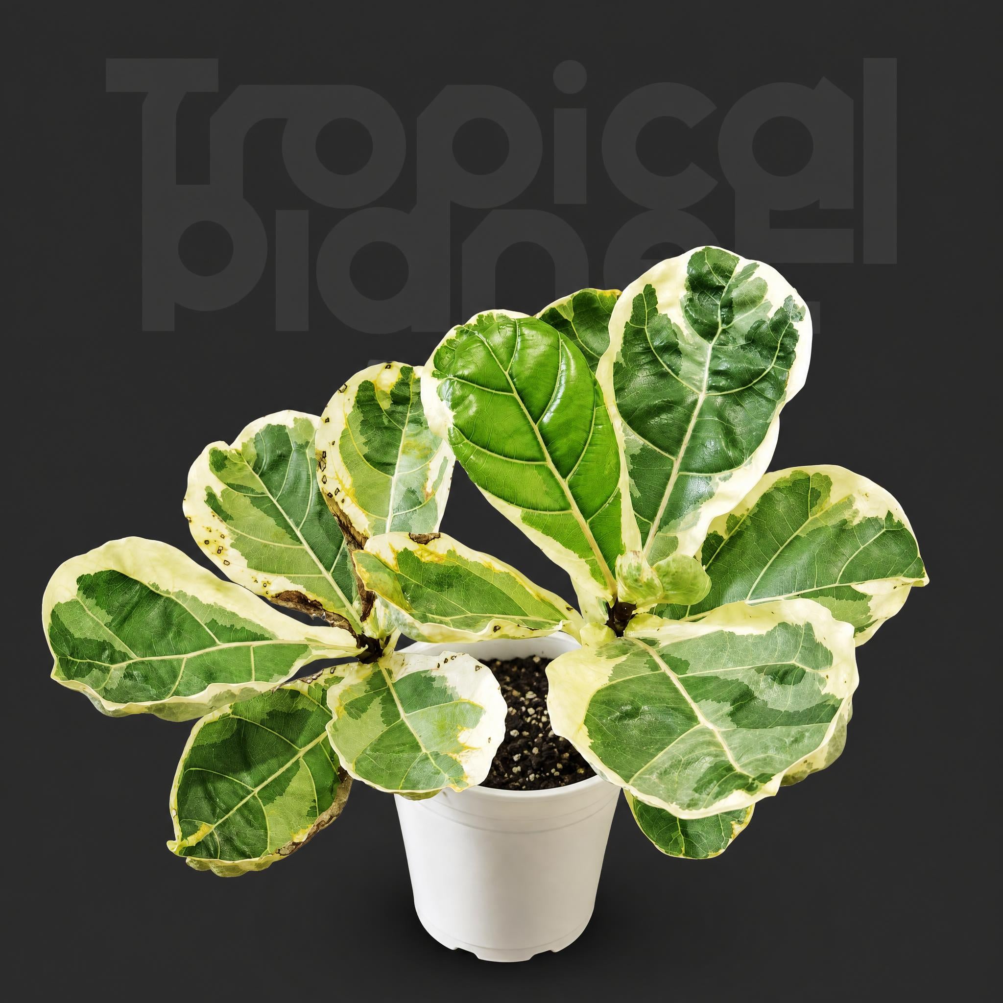 Ficus lyrata Variegata