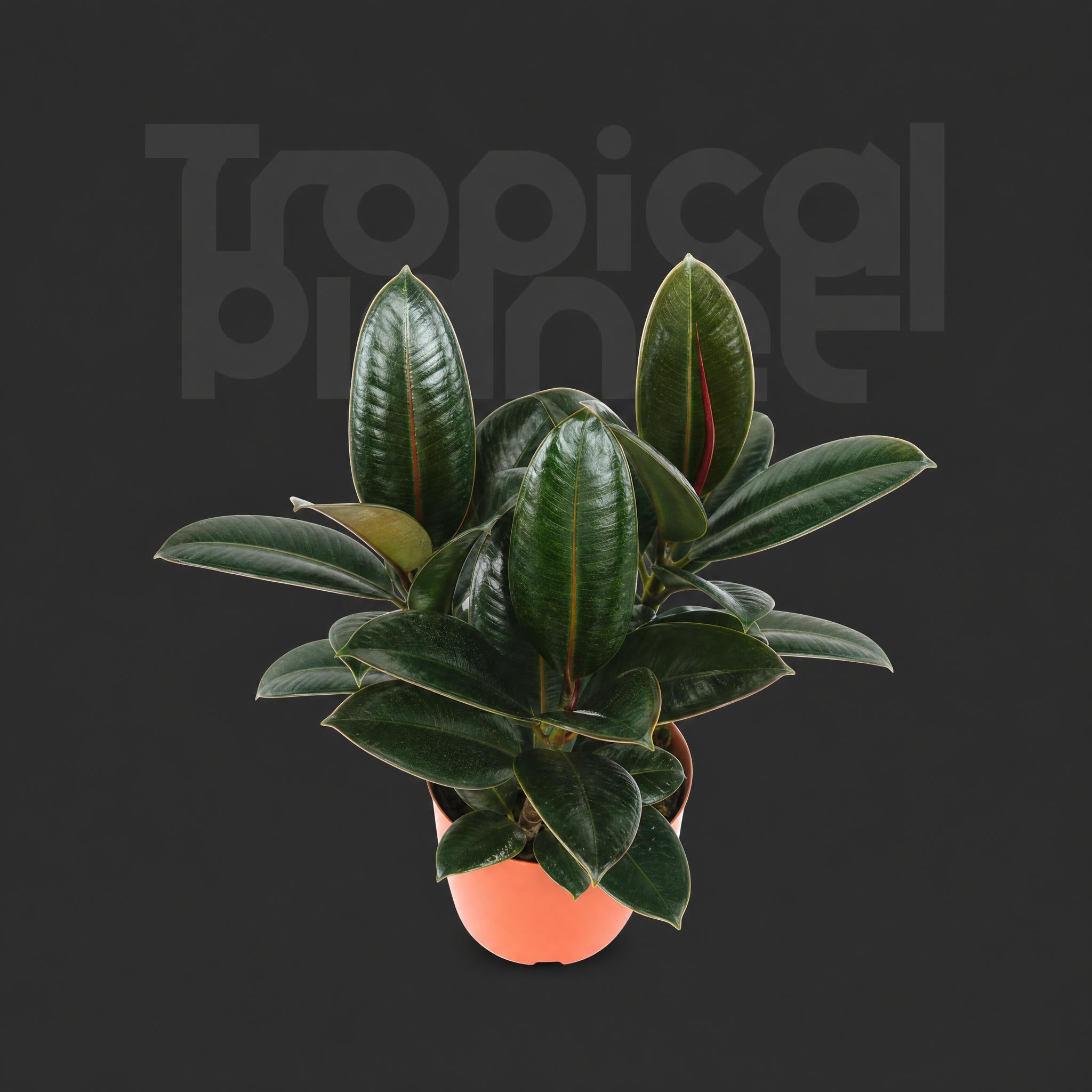 Ficus Melany
