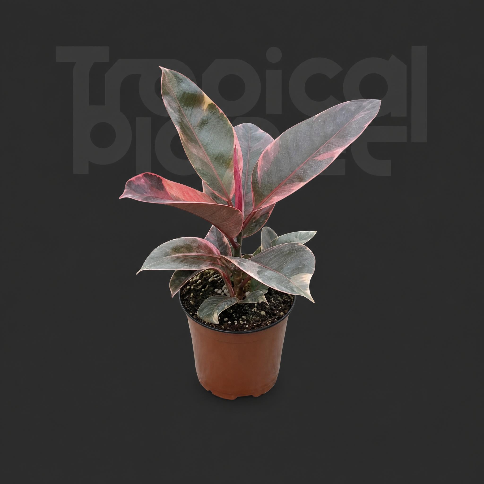 Ficus ruby