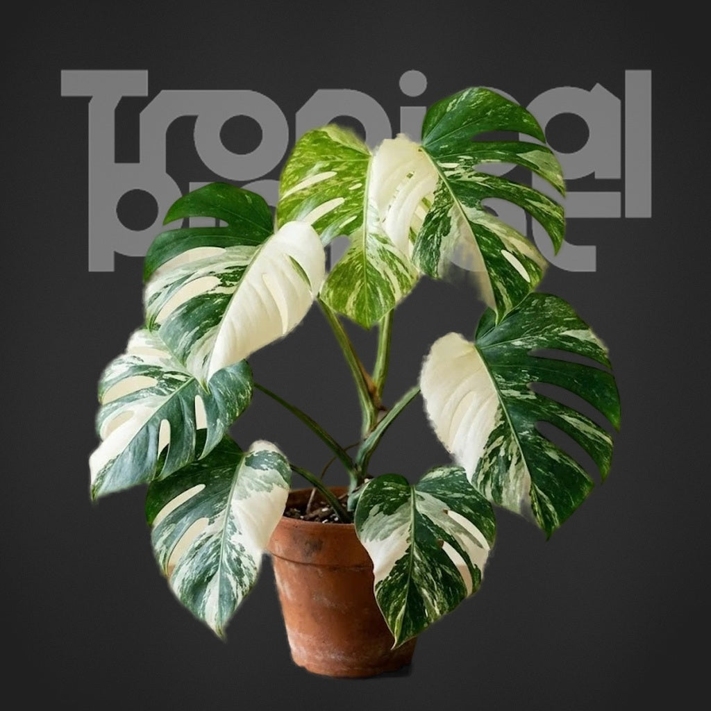 Monstera Albo Borsigiana - Tropical Planet brand styled first image 2026-05-28