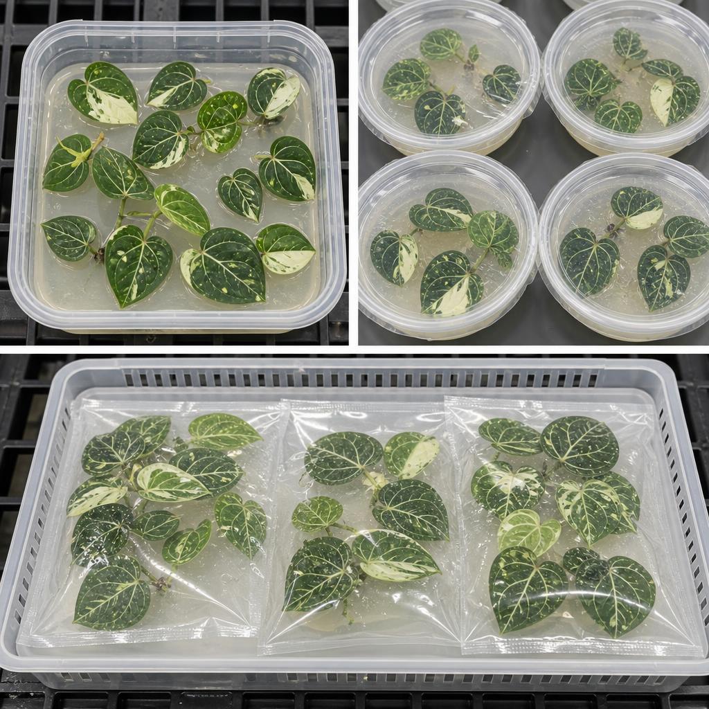 Philodendron gloriosum 'Variegata' - tissue culture seedling scene 1