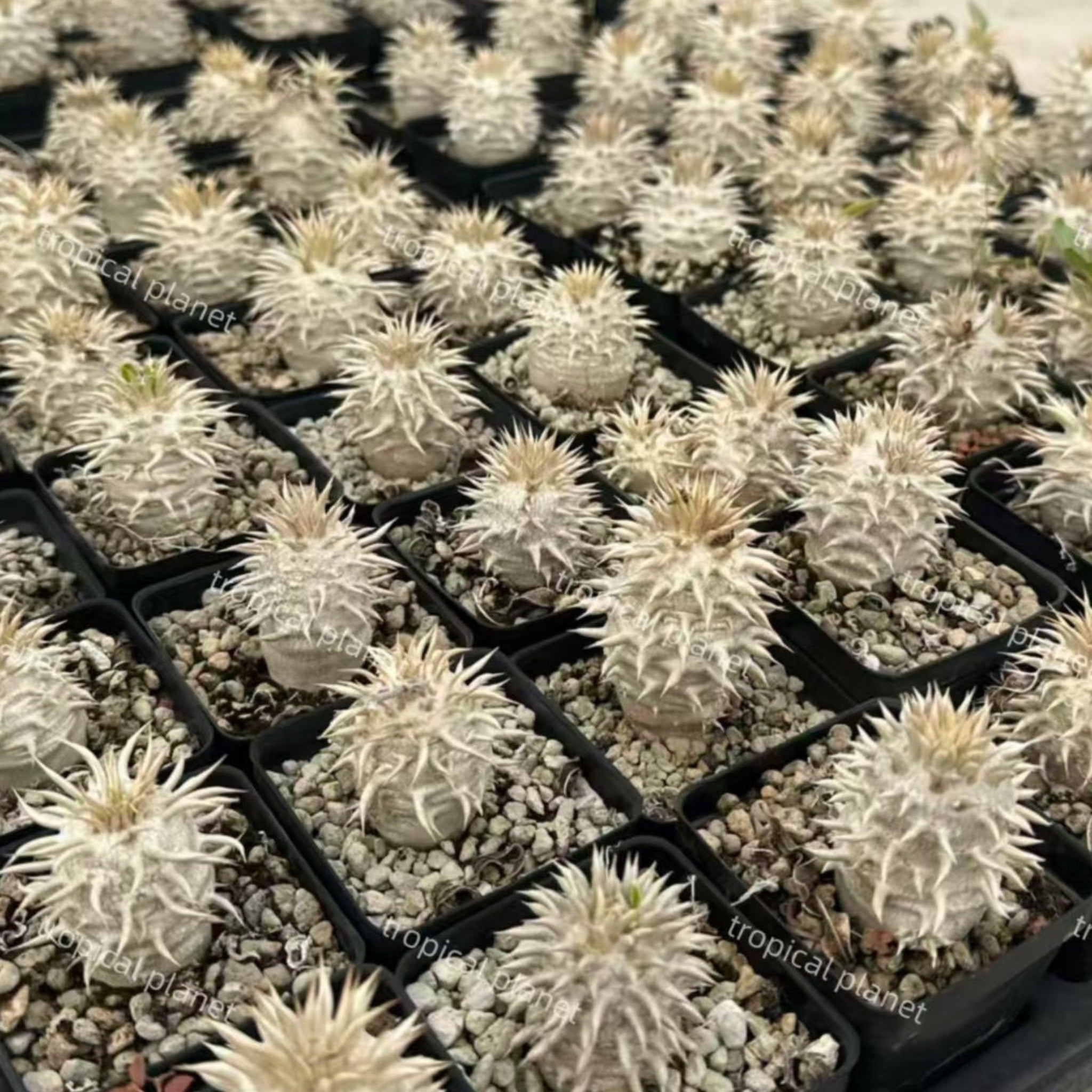 Pachypodium eburneum - 1:1 full-frame product photo