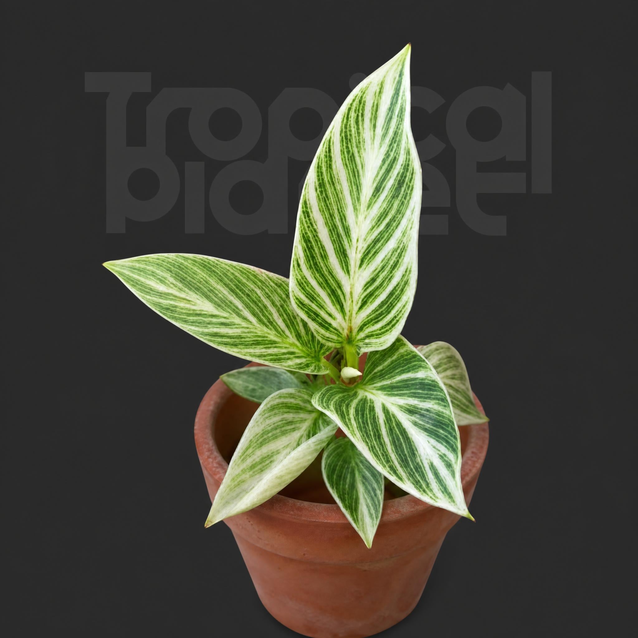 Philodendron Birkin Ribbon