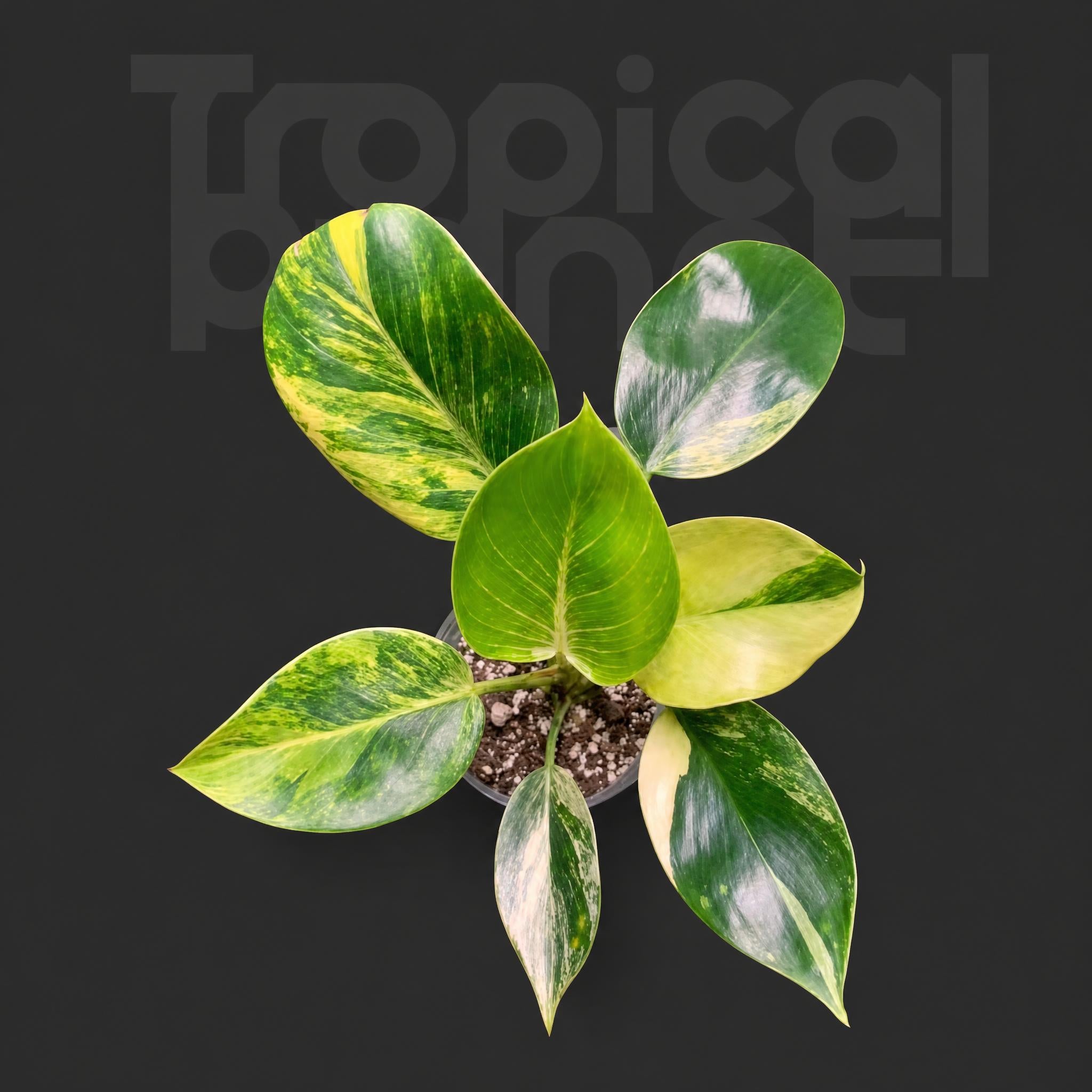 Philodendron Birkin Variegata