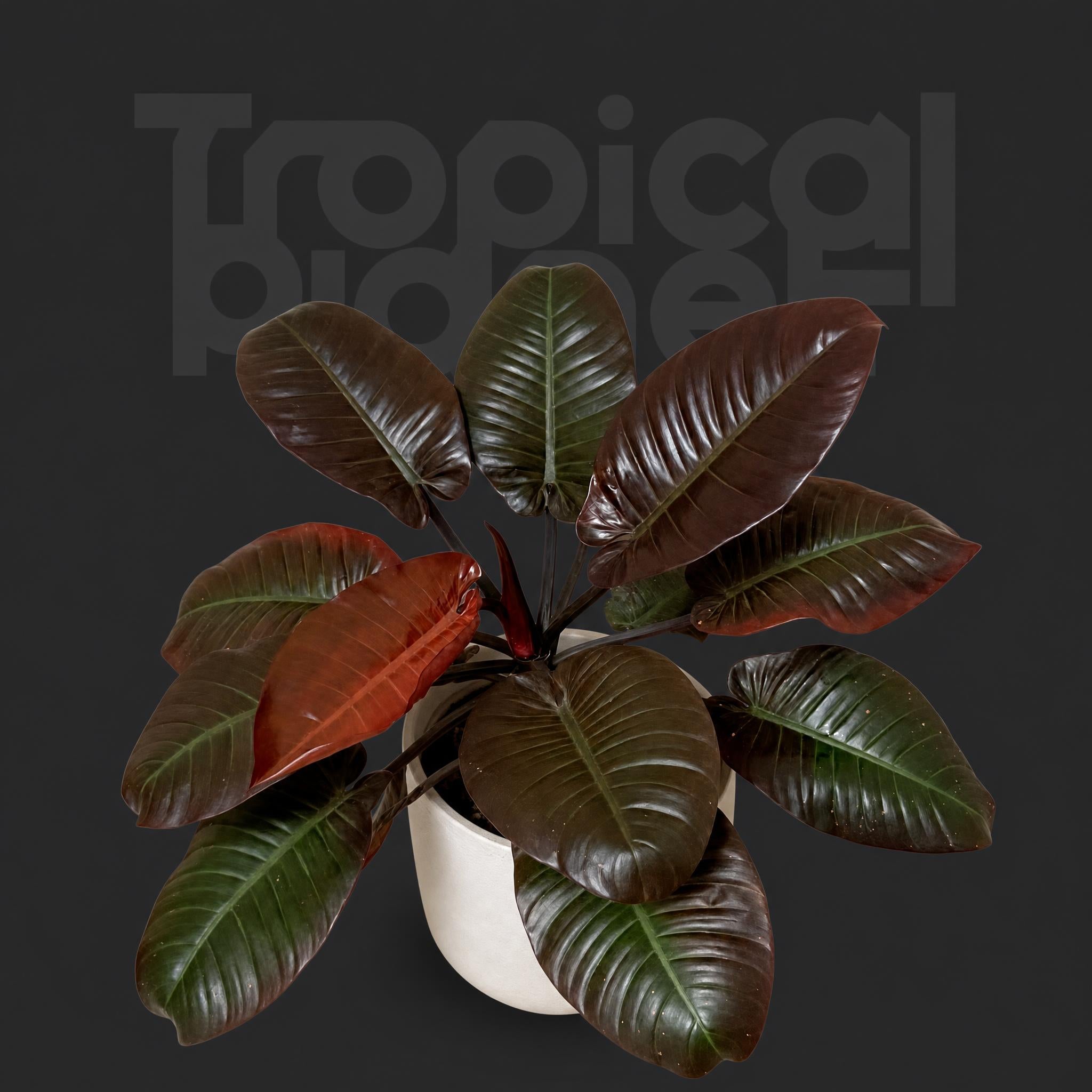 Philodendron black cardinal