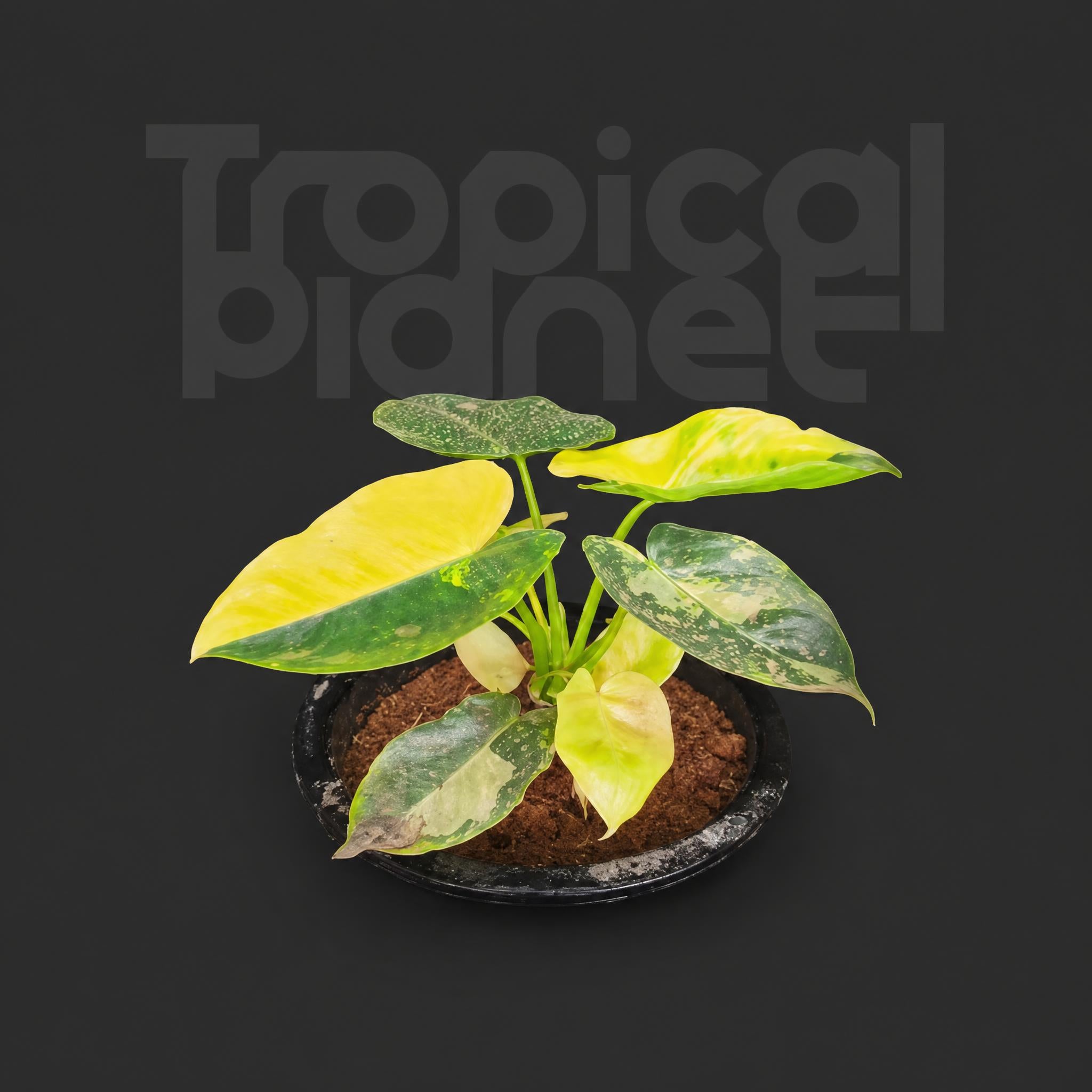 Philodendron Burle Marx Variegata