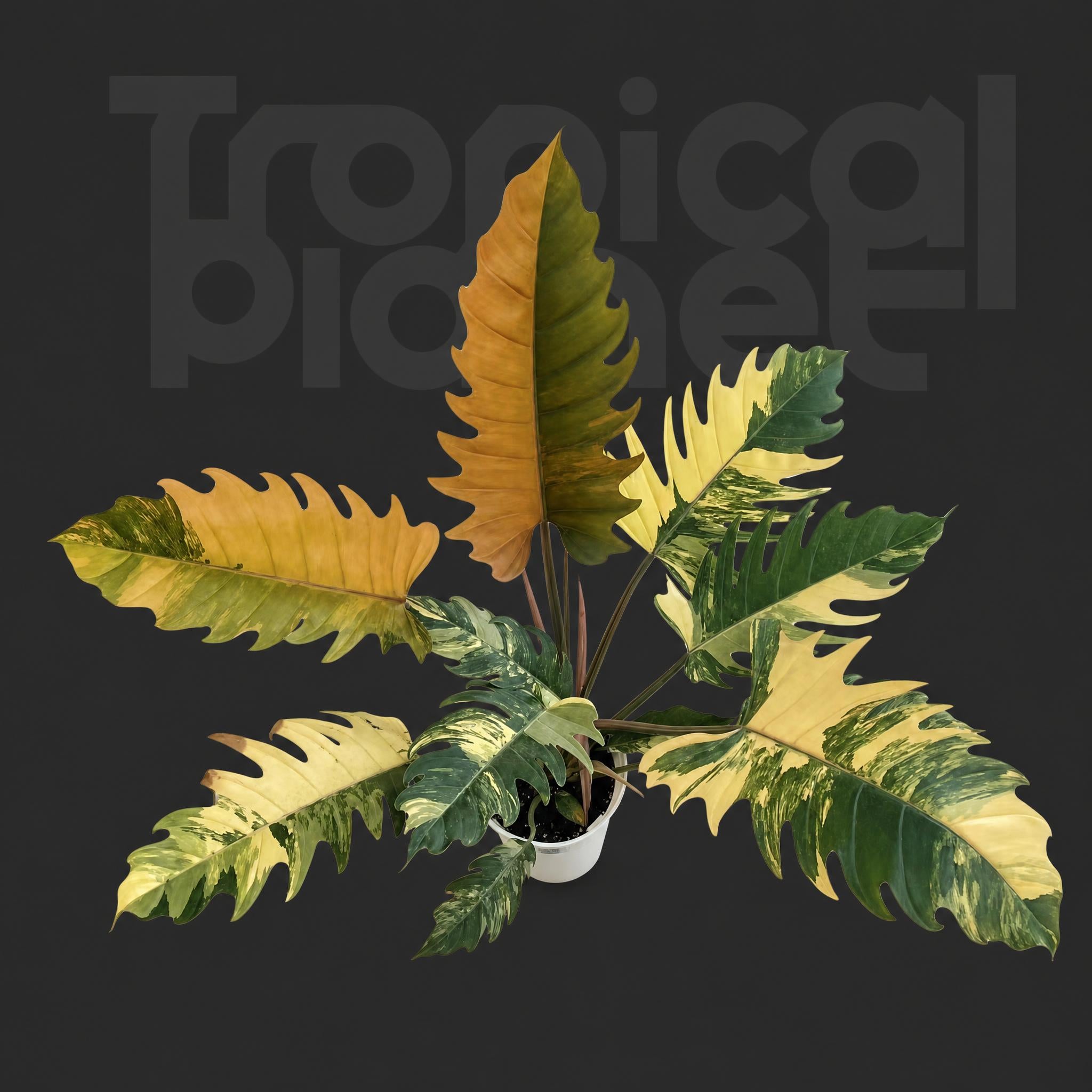 Philodendron Caramel Marble variegated