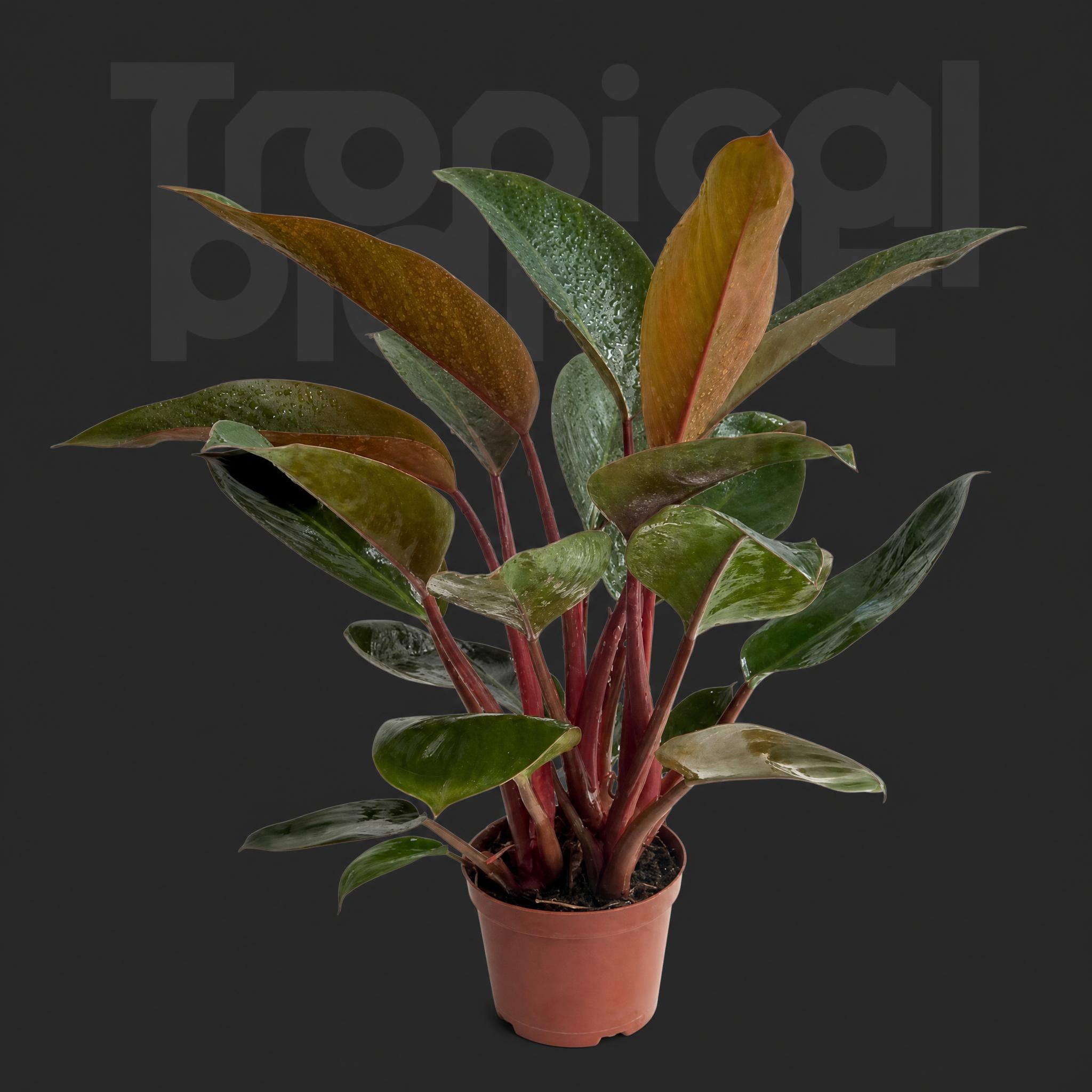 Philodendron Congo rojo
