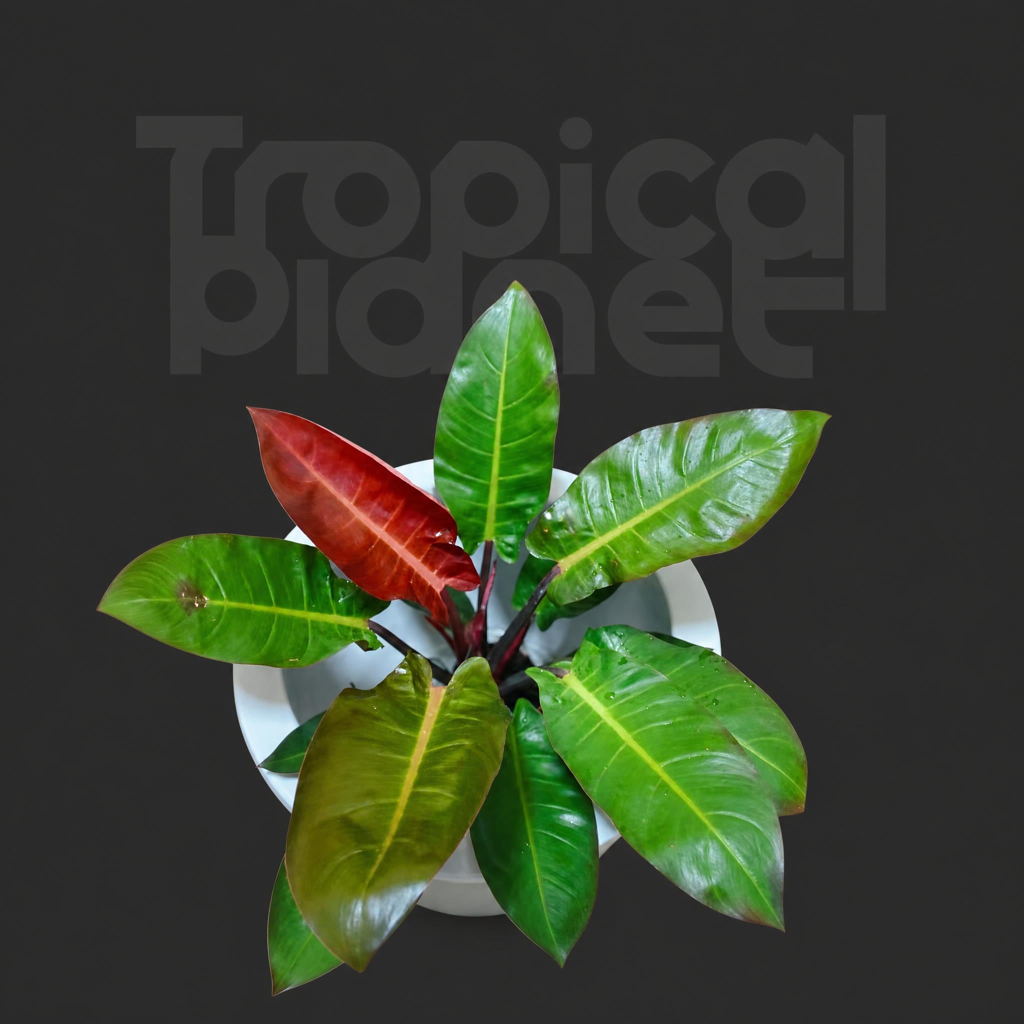 Philodendron cv imperiai green