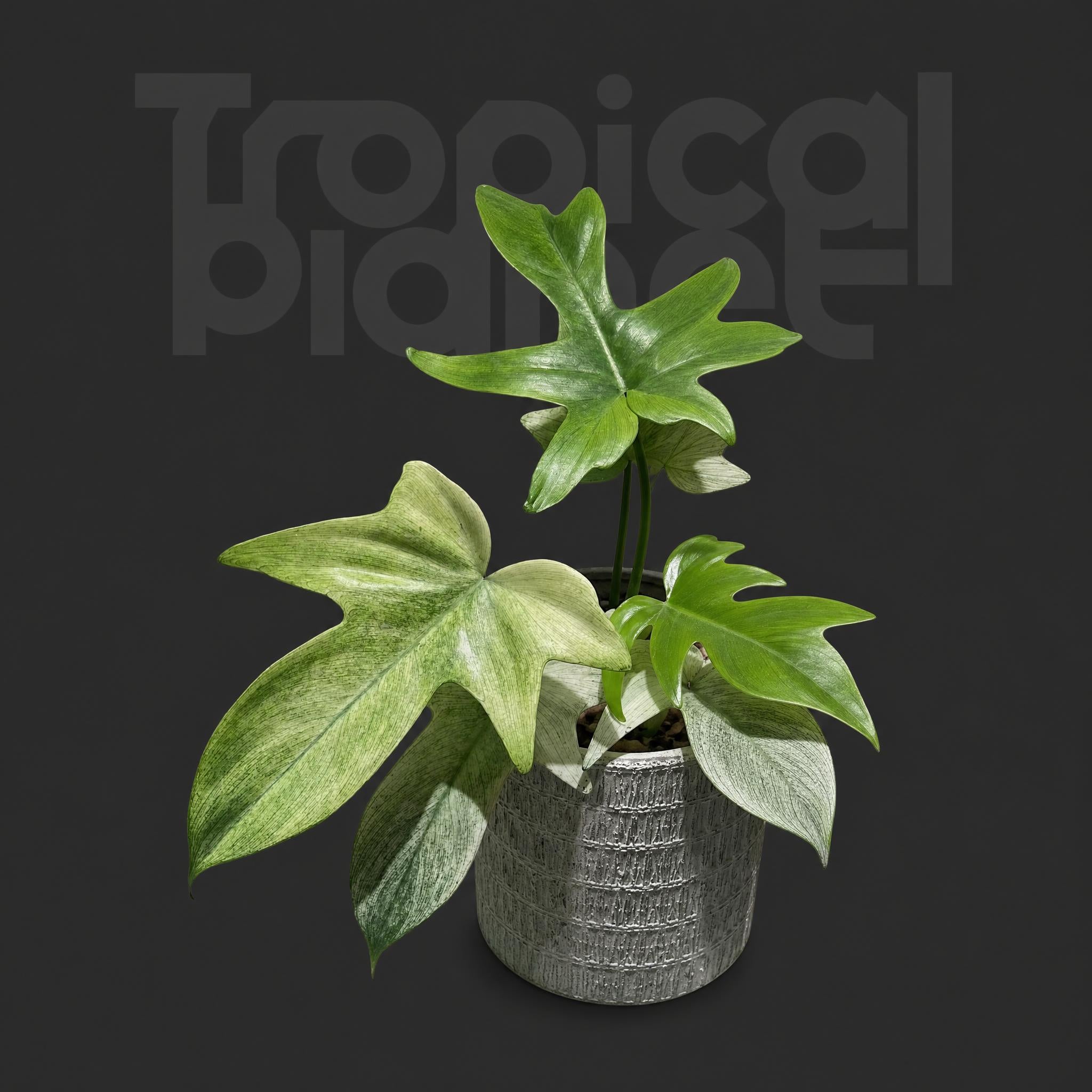 Philodendron florida ghost