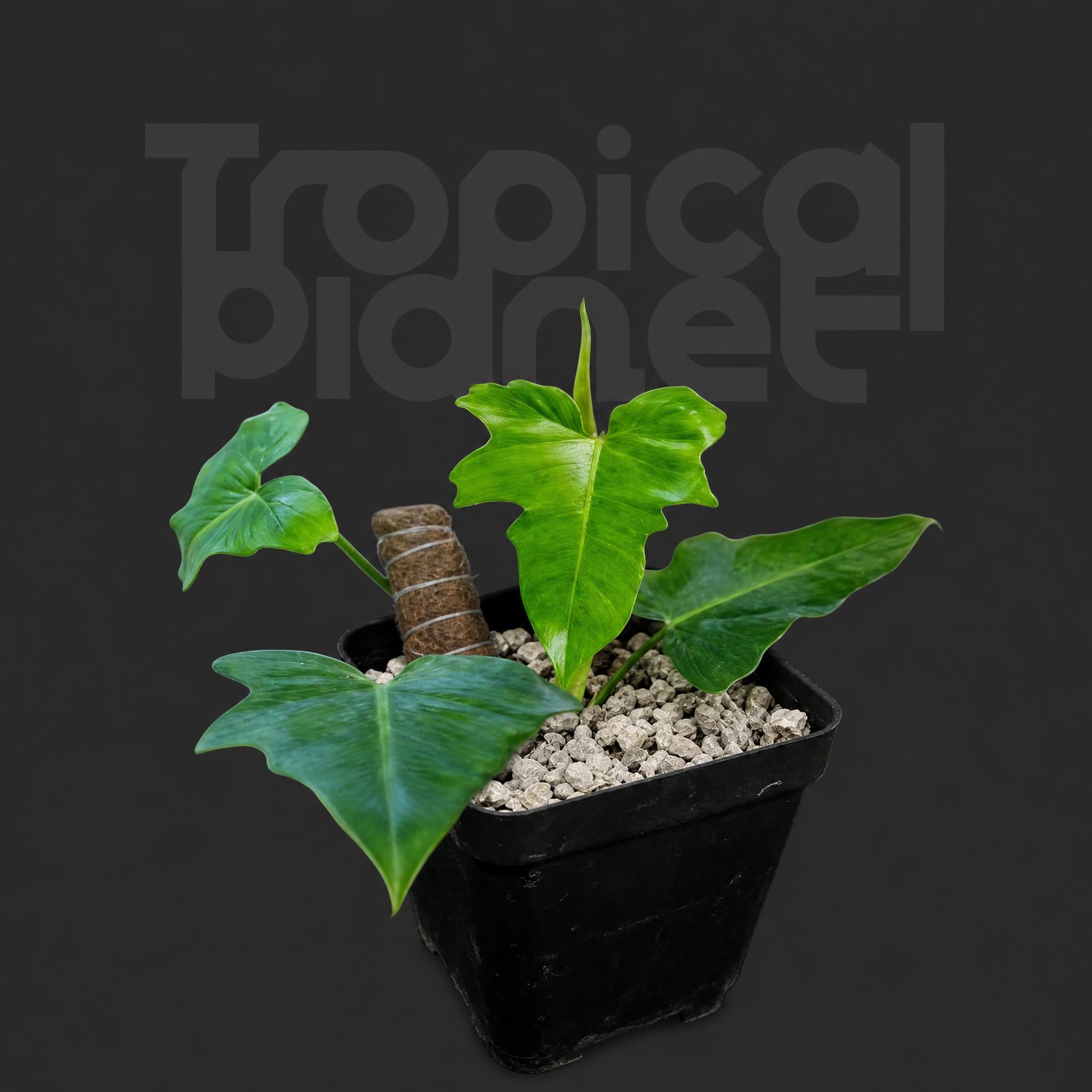 Philodendron golddragon