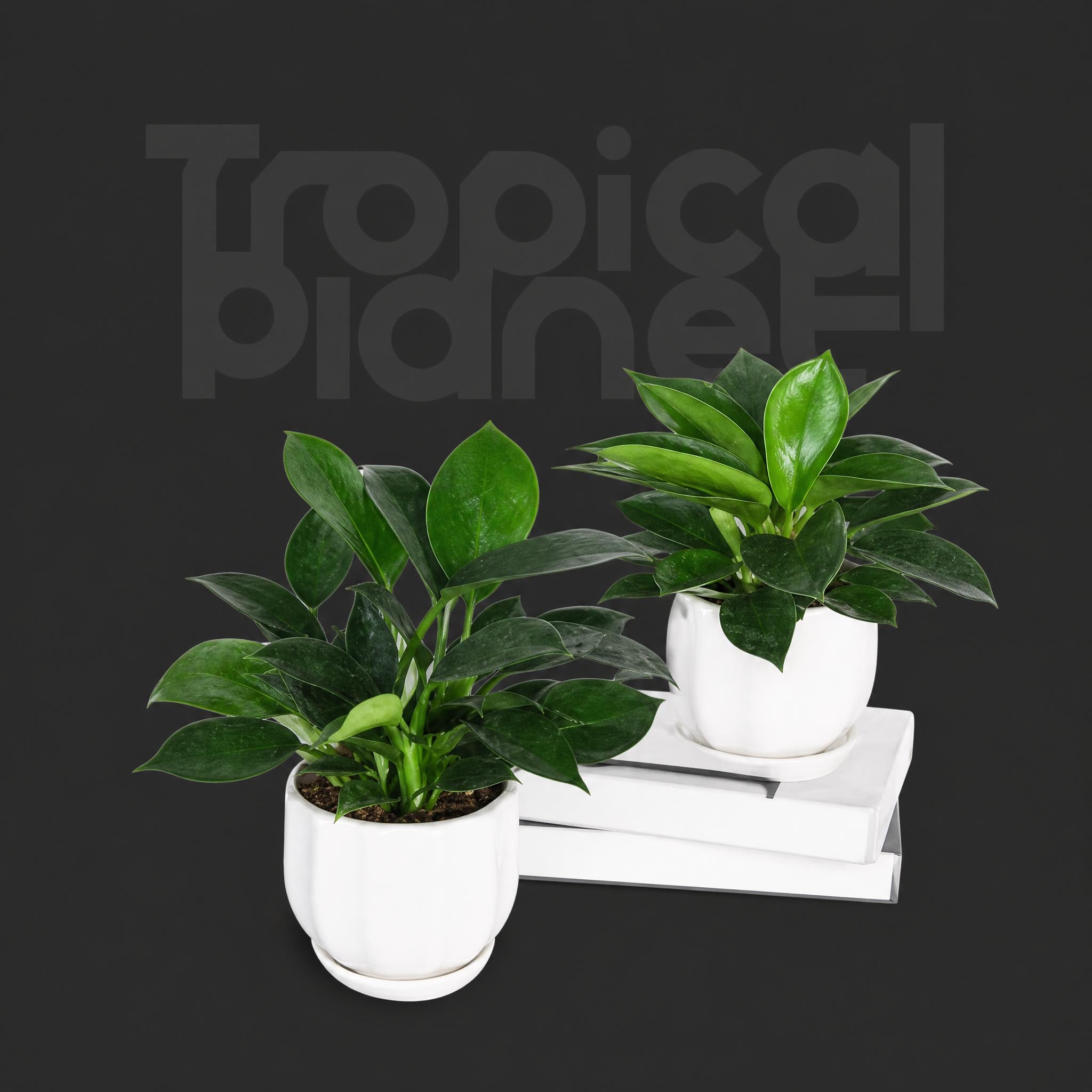Philodendron Green Princess