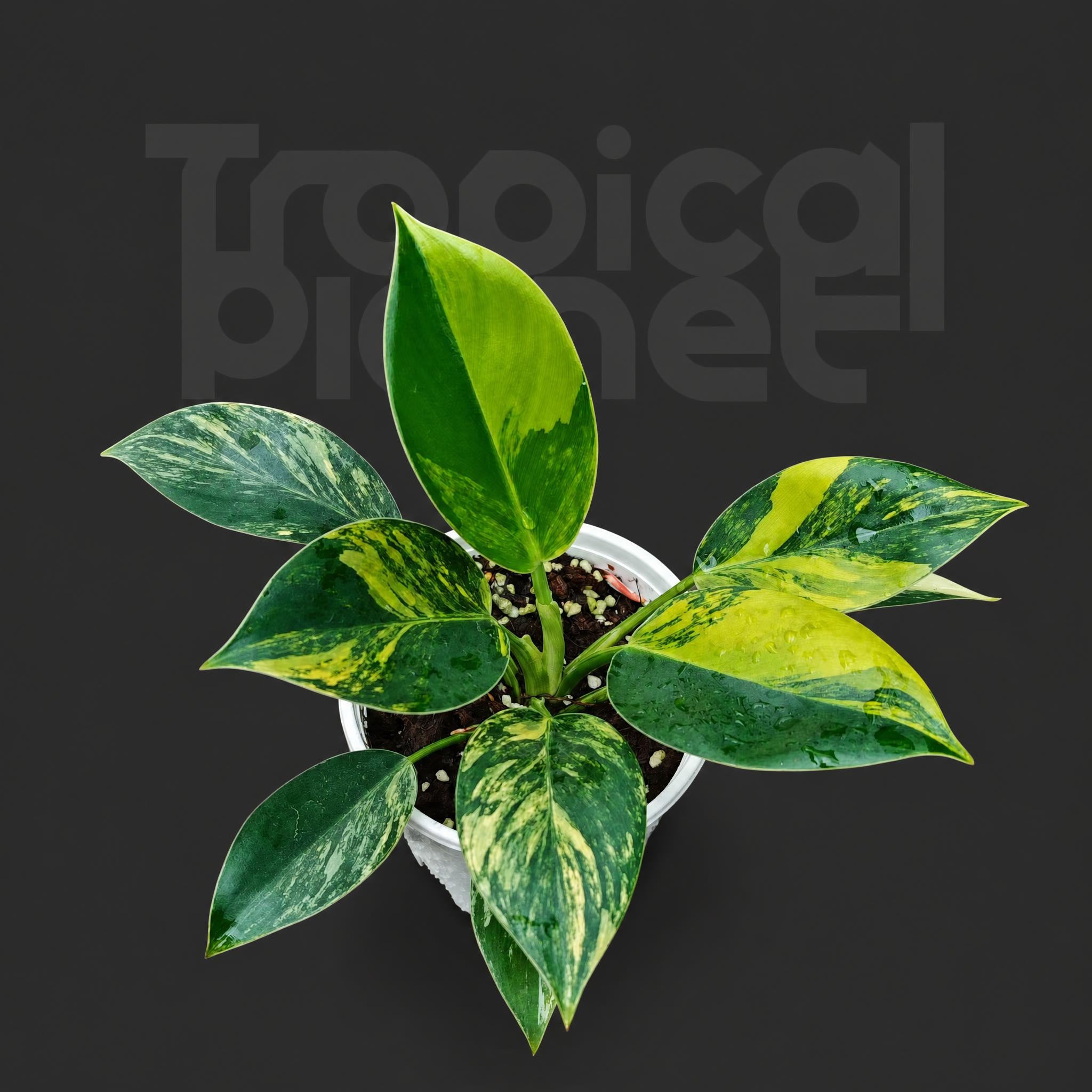 Philodendron Green Princess Variegata