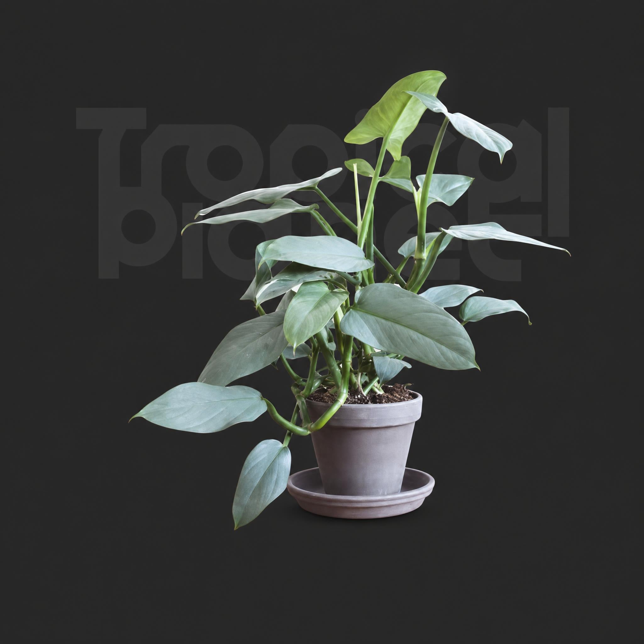 Philodendron Hastatum