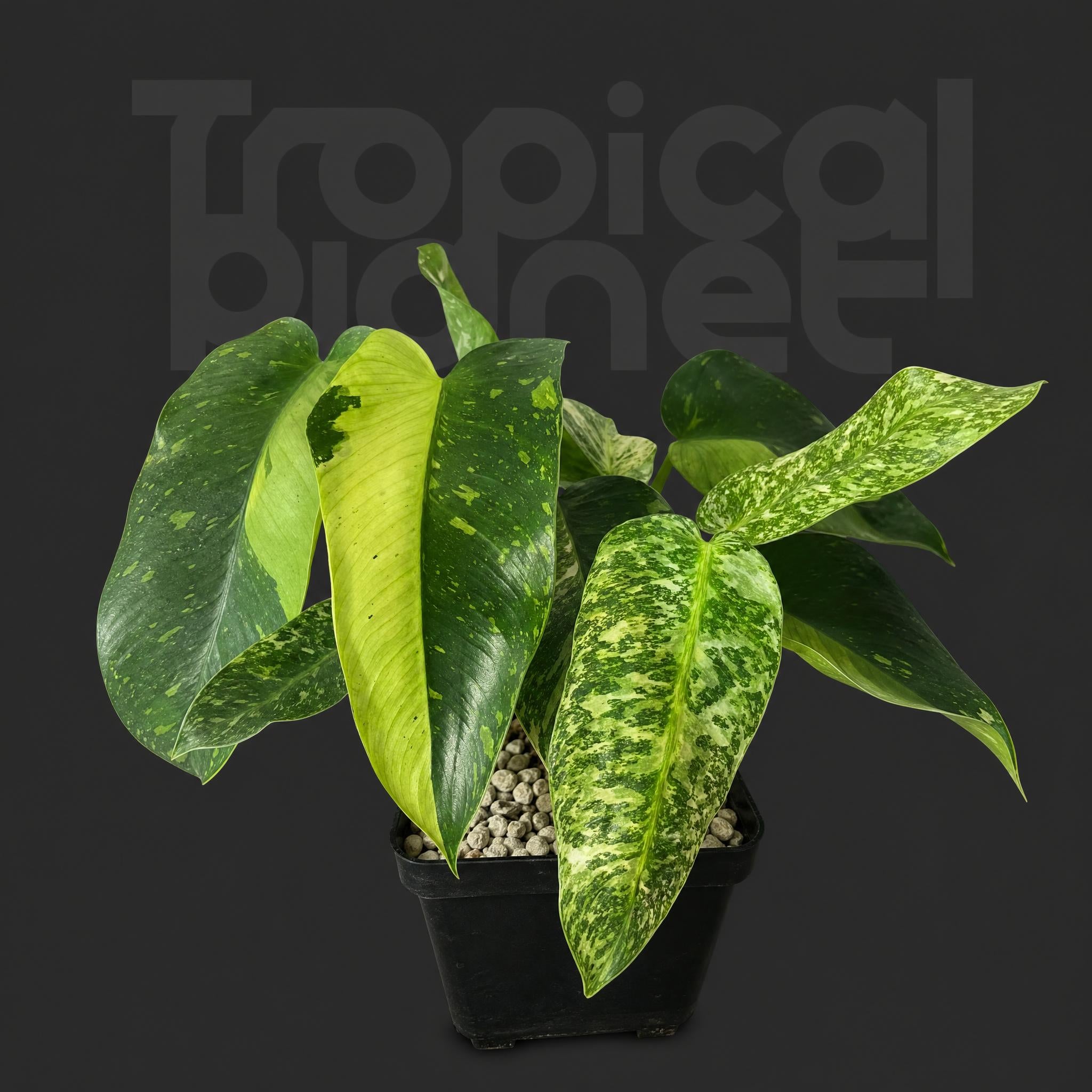 Philodendron 'Jose Buono'