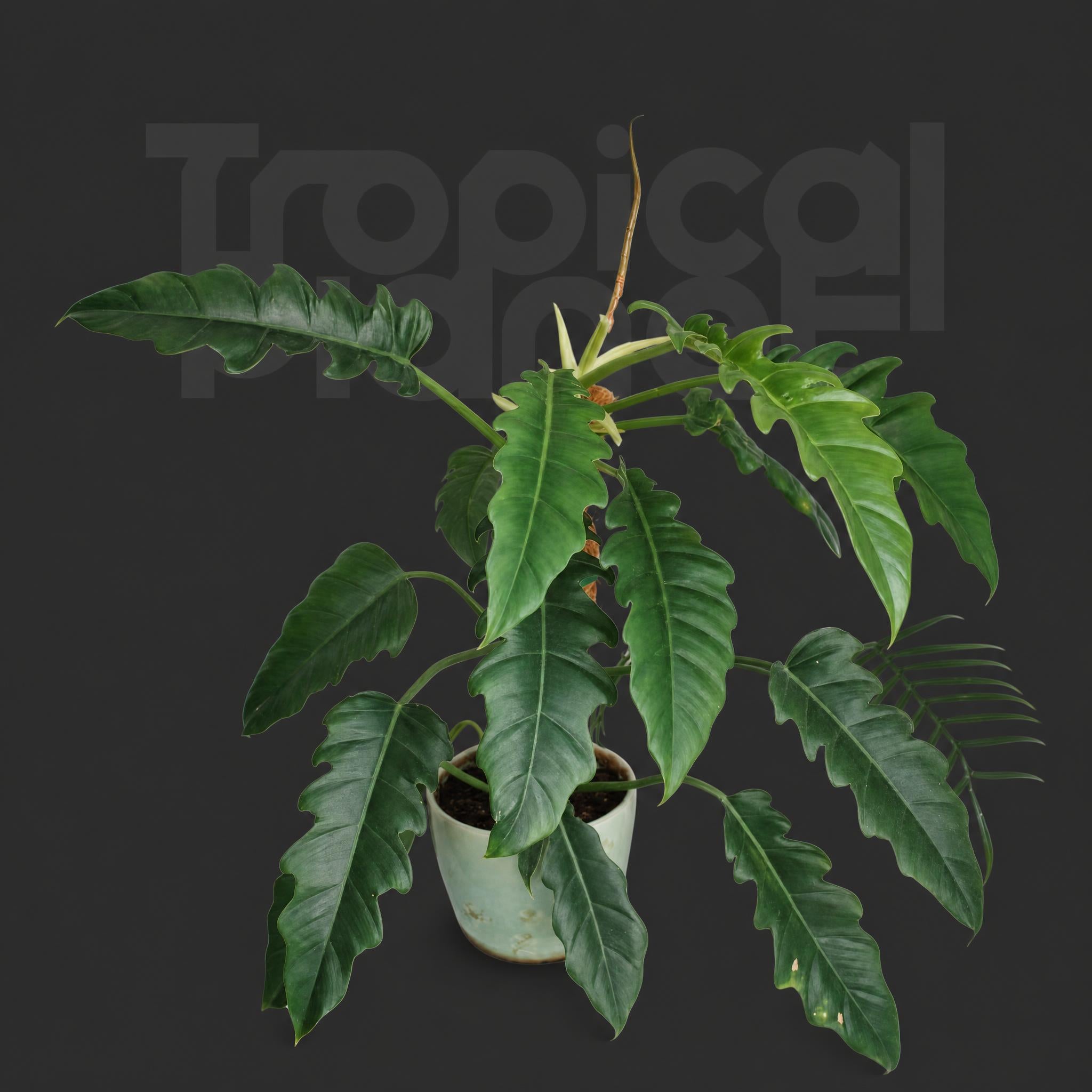 Philodendron Lacerum