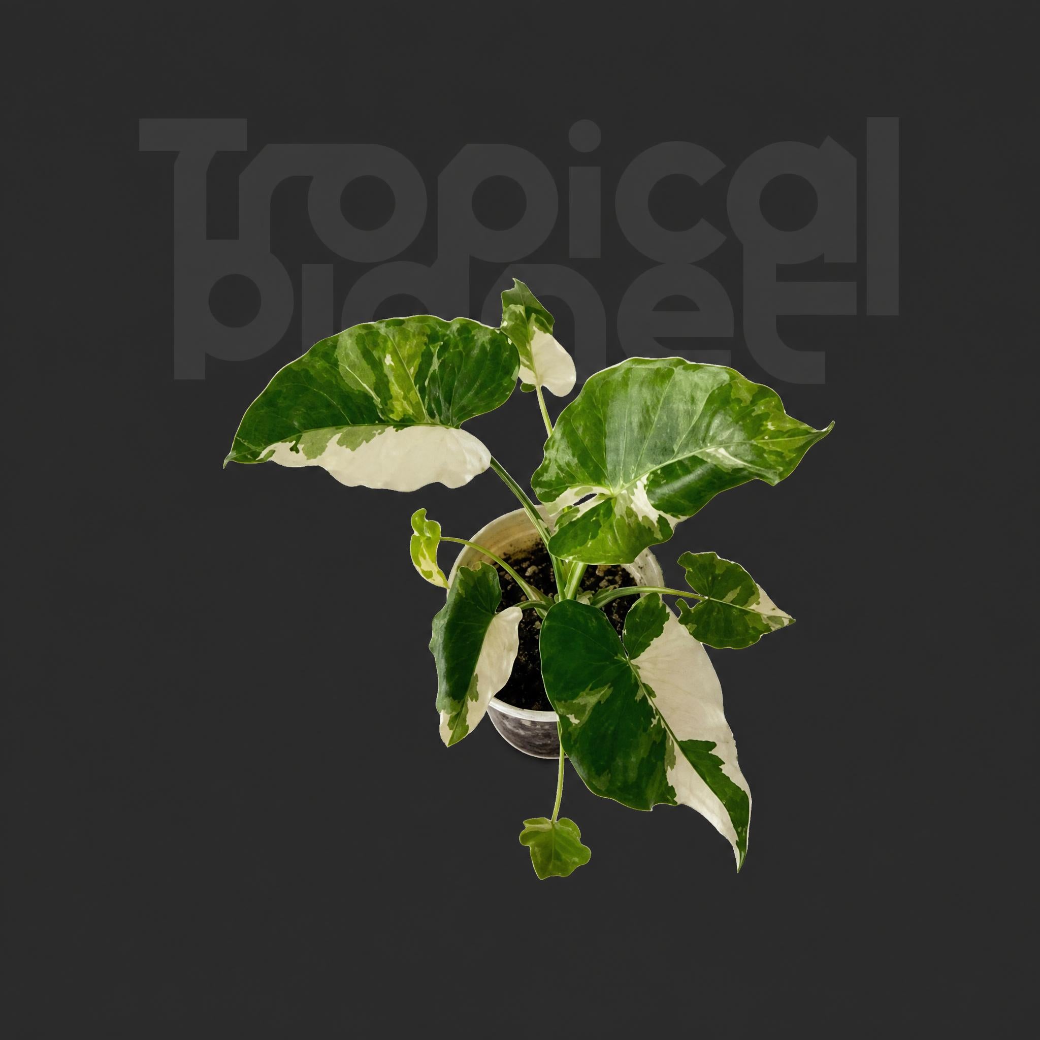 Philodendron mamei Variegated