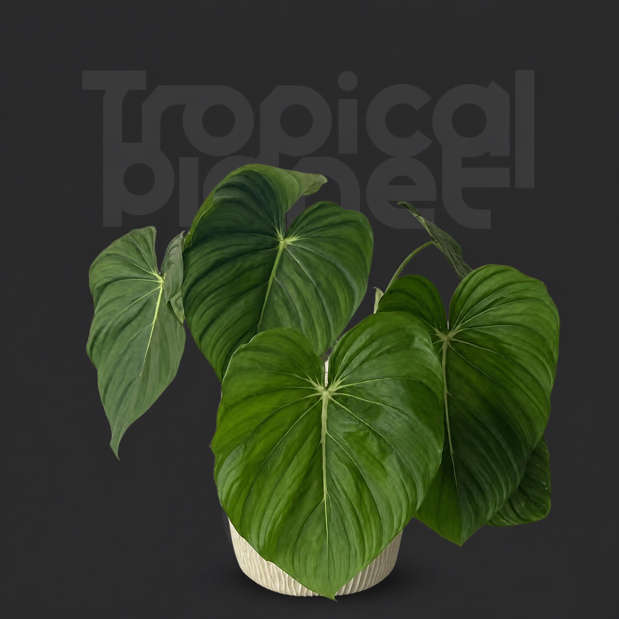 Philodendron Mcdowell