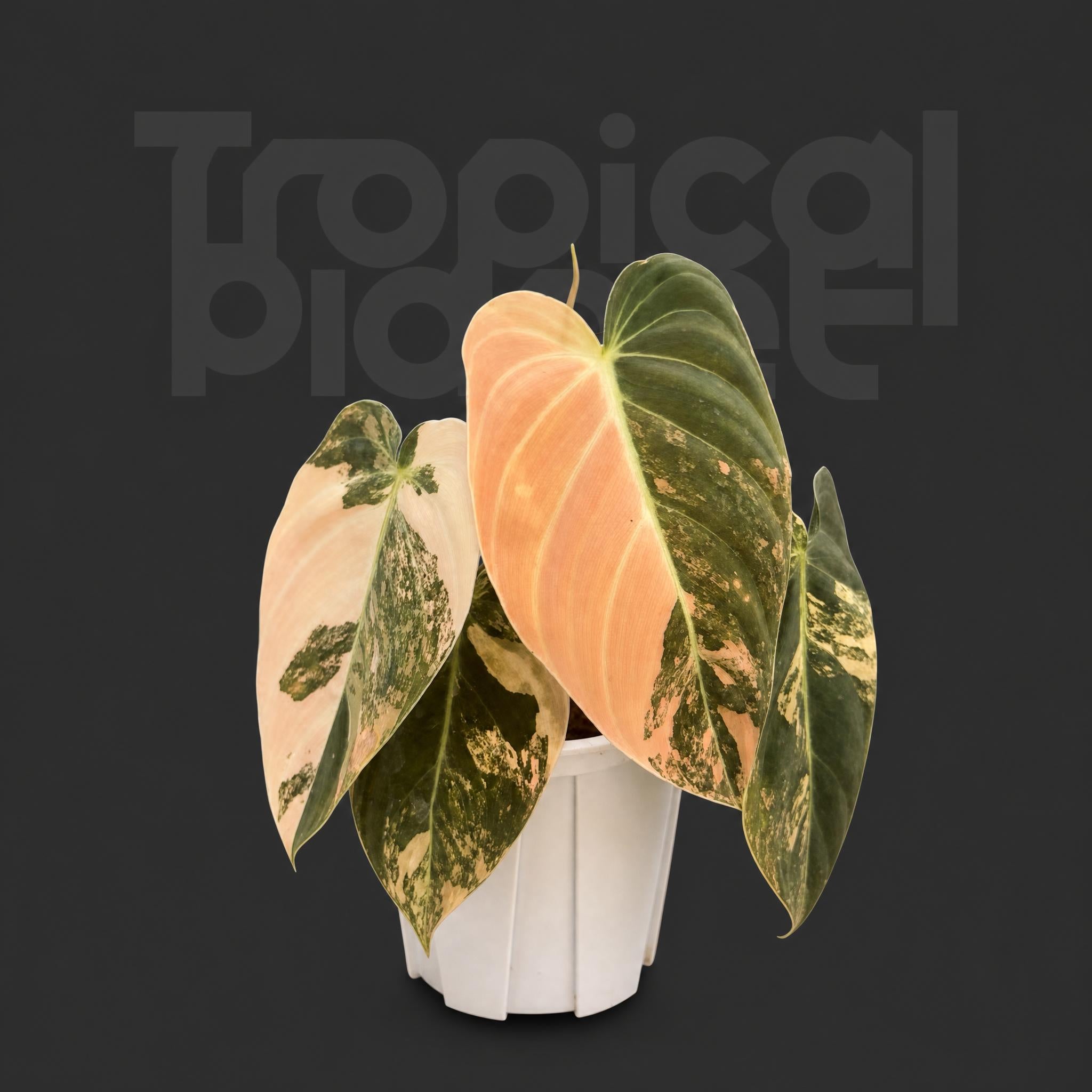 Philodendron melanochrysum Variegated
