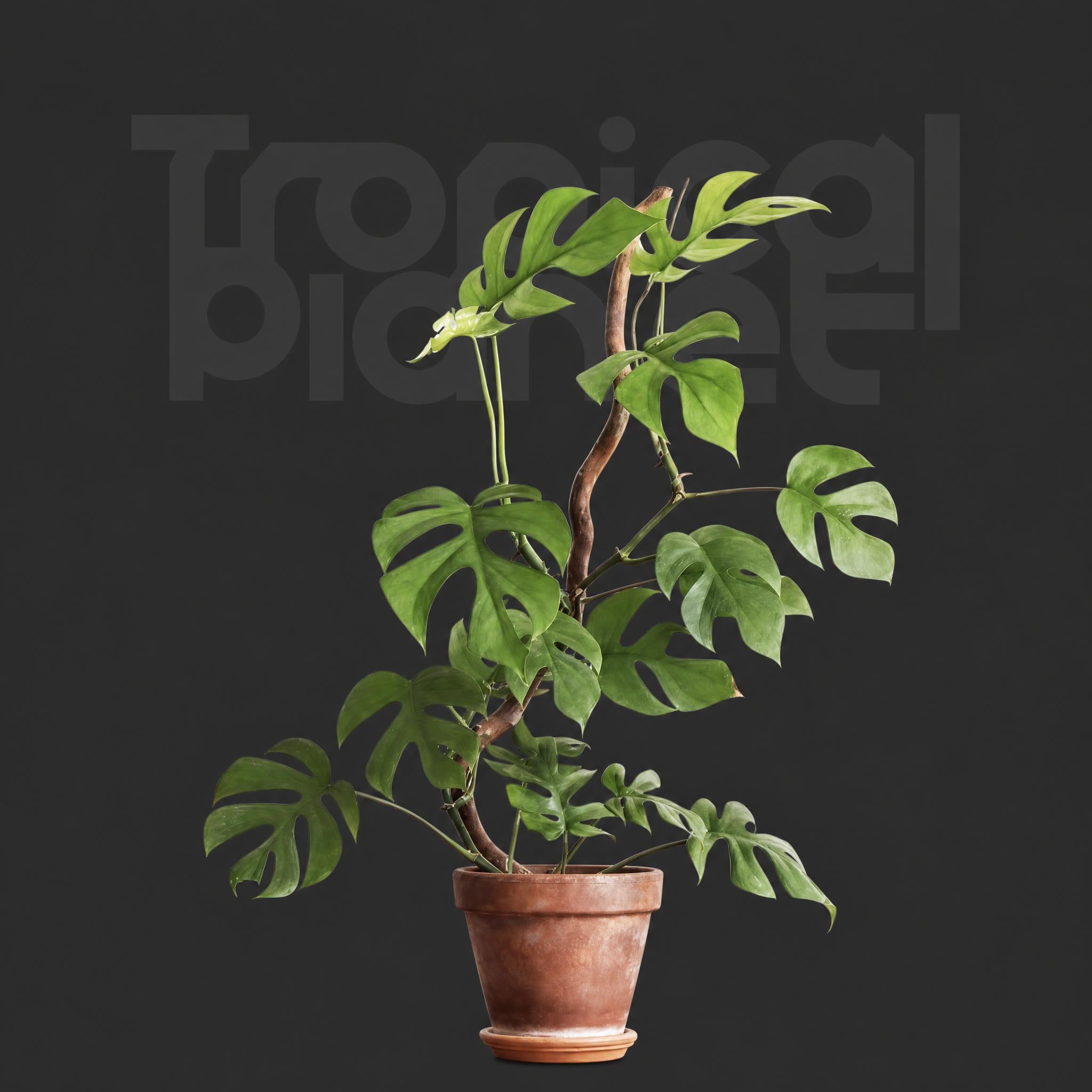 Philodendron Minima
