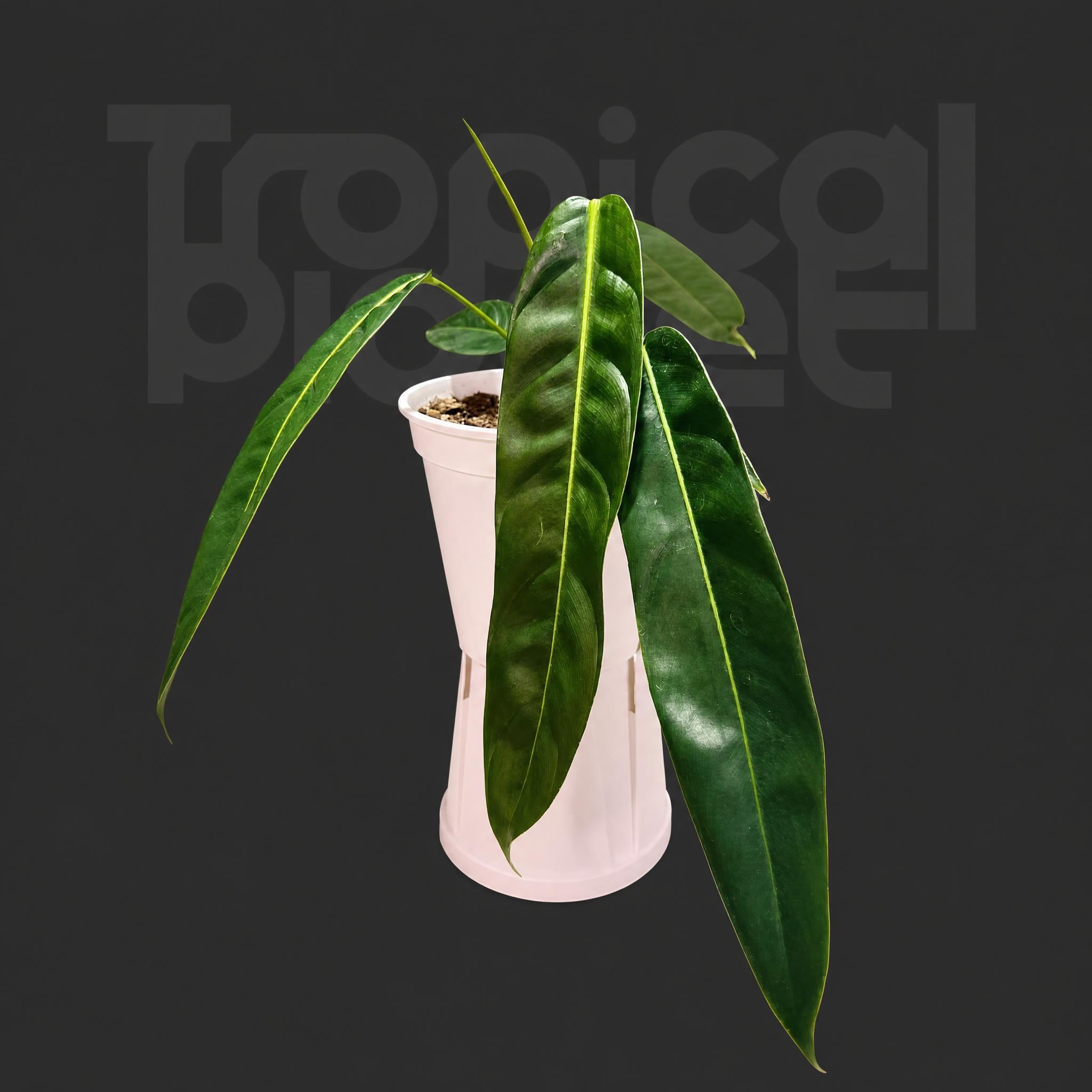 Philodendron patriciae