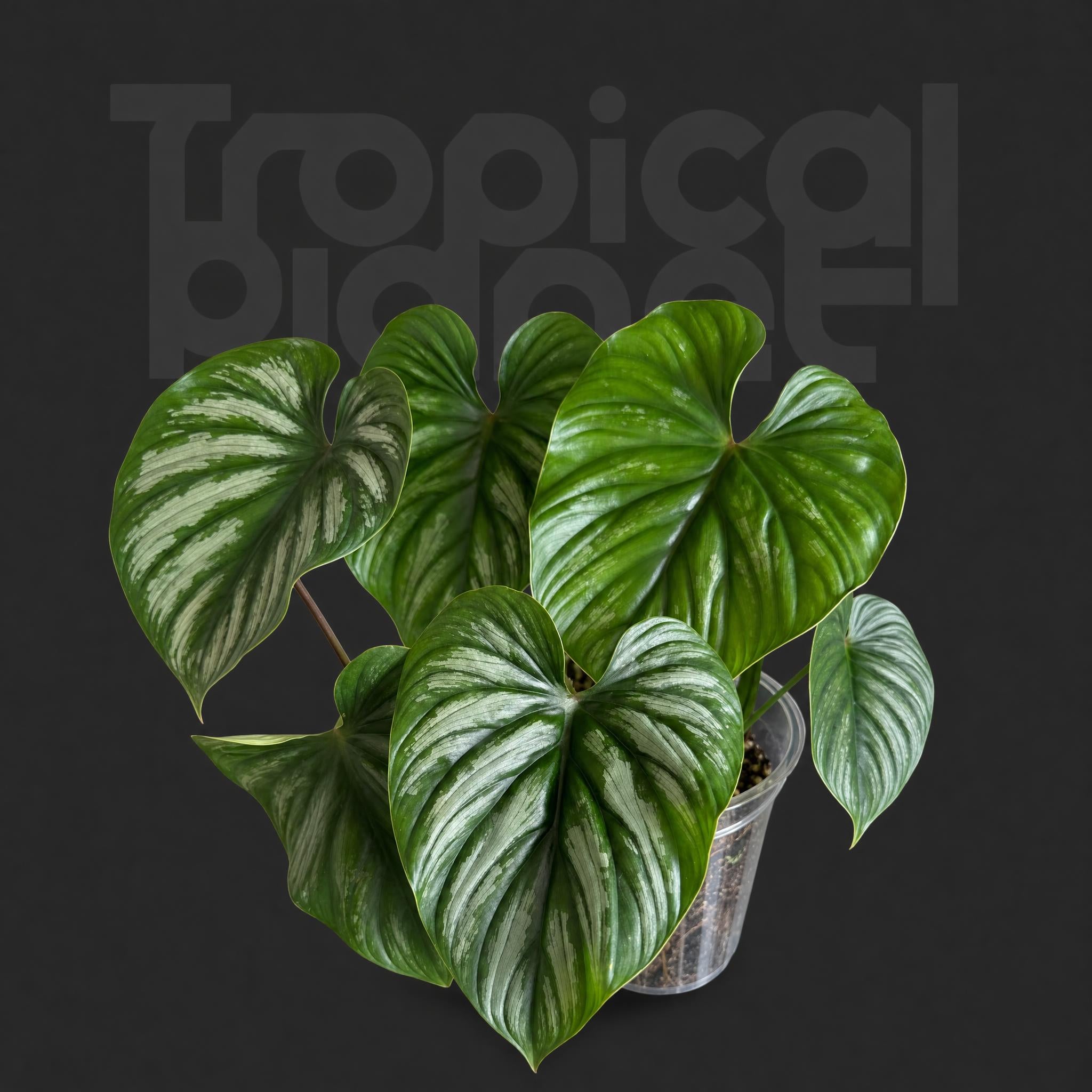 Philodendron plowmanii variegated