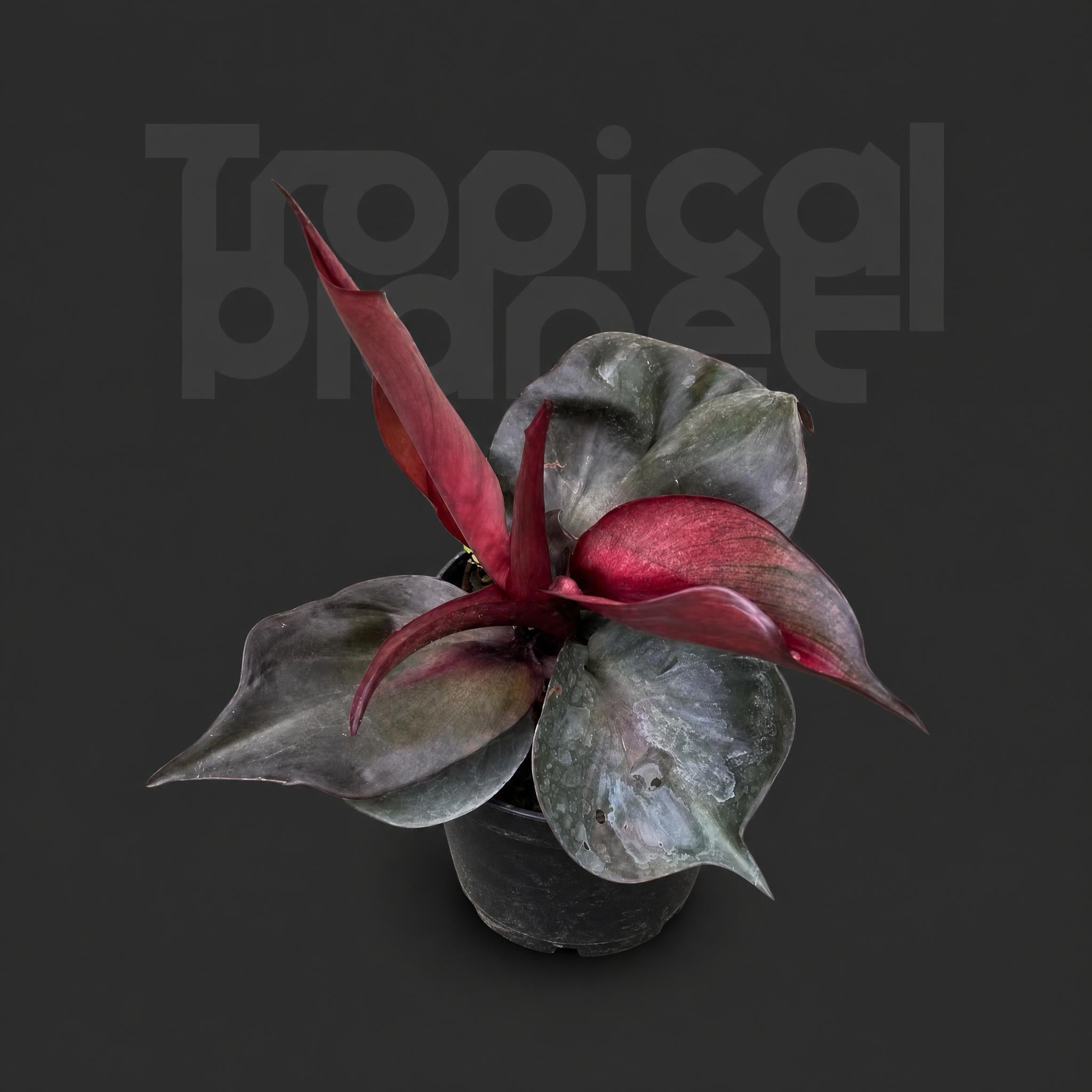 Philodendron red heart