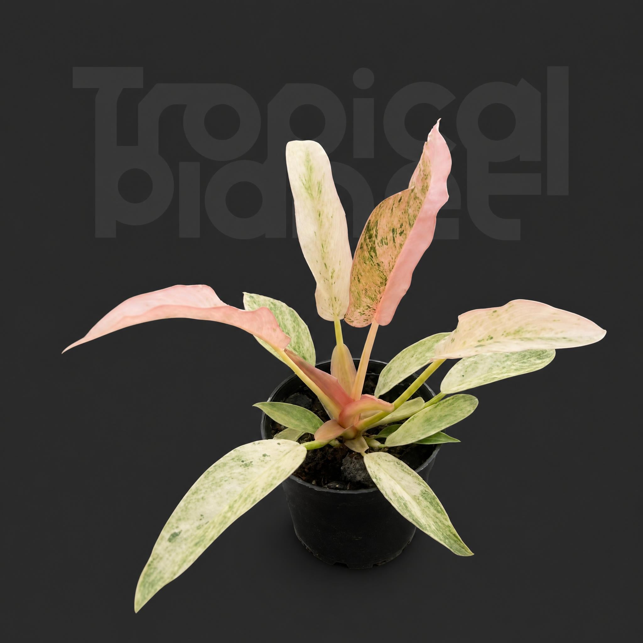 Philodendron strawberry caeanel Variegated