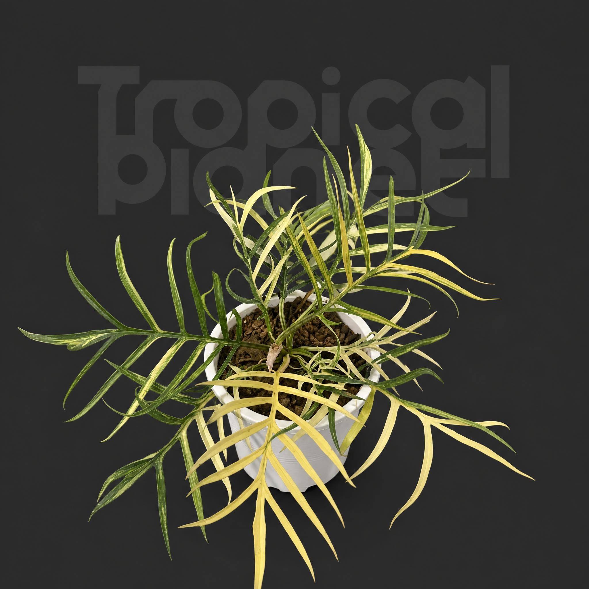 Philodendron tortum Variegated