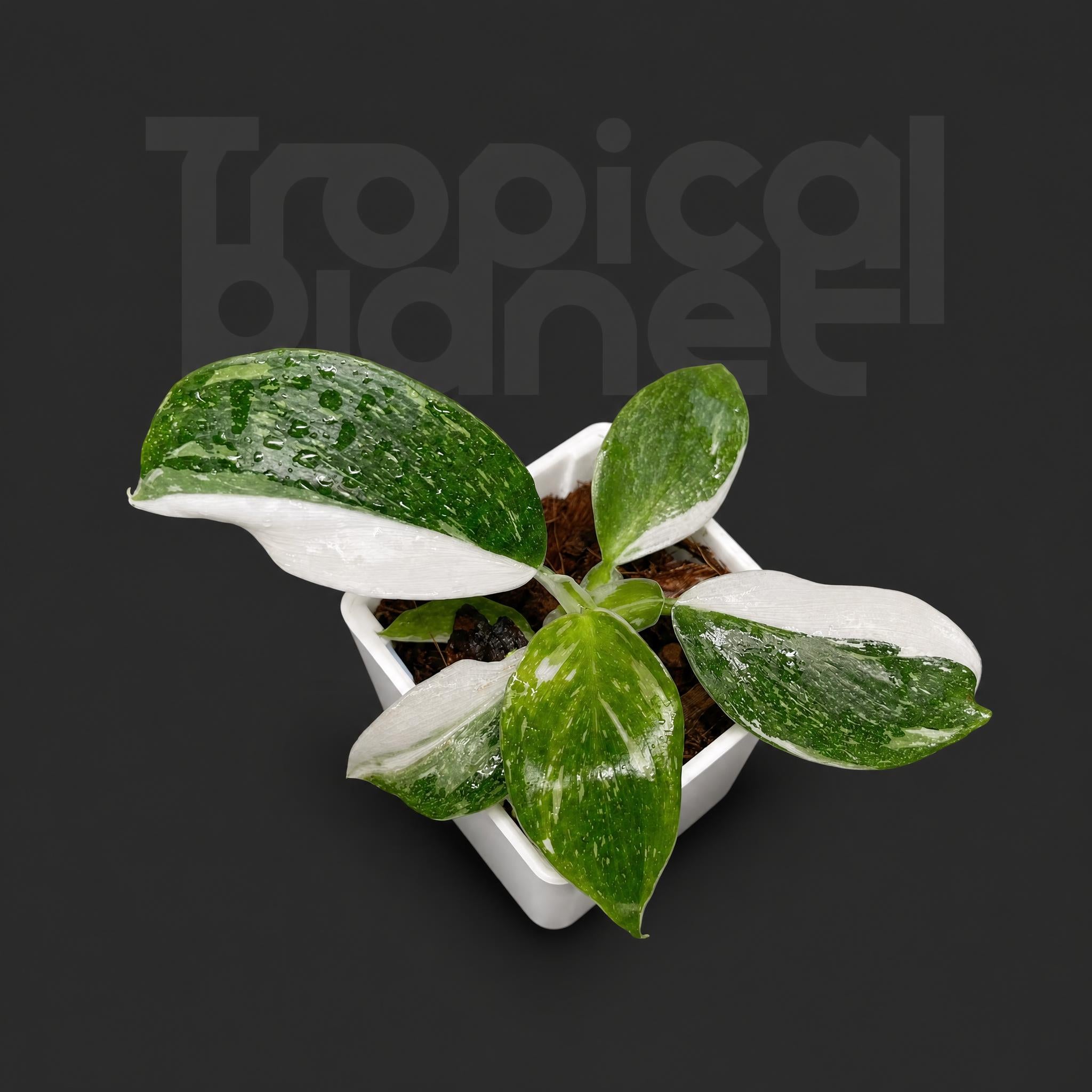 Philodendron White Wizard