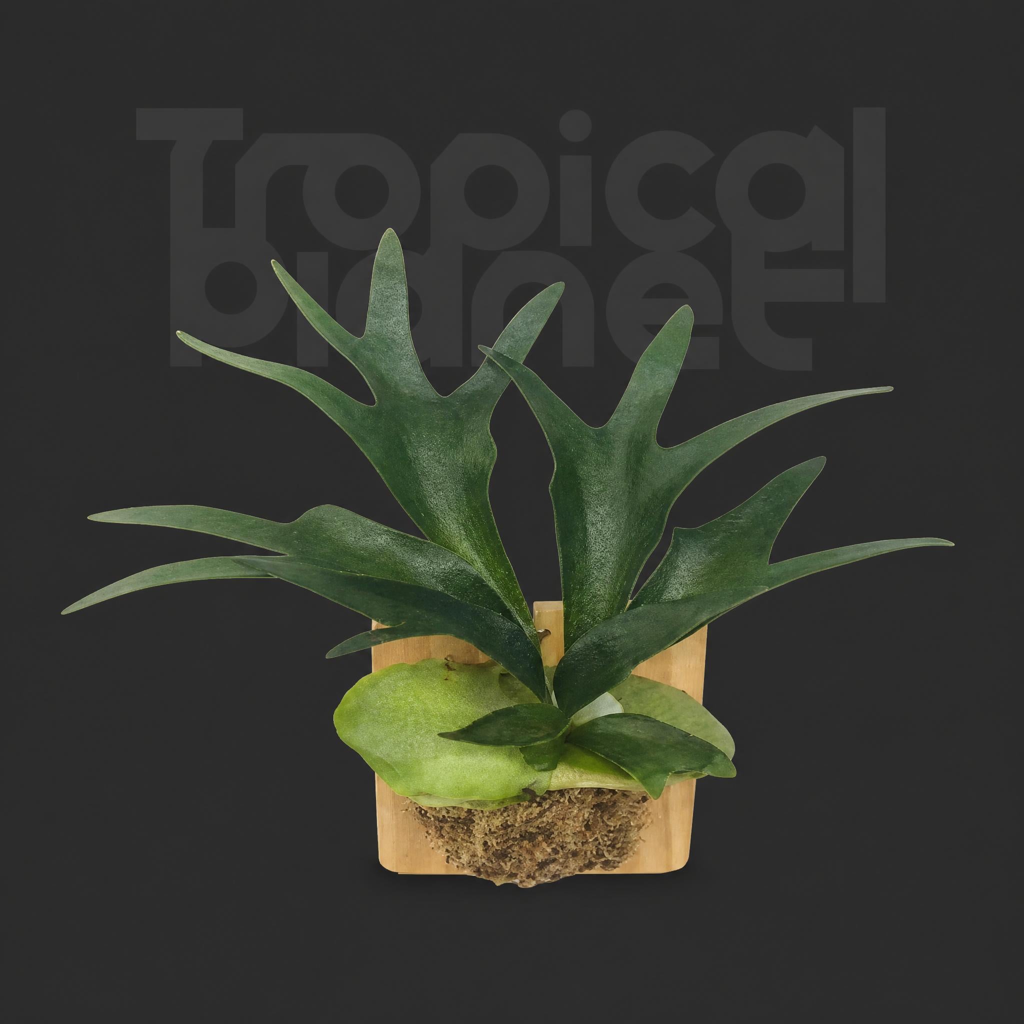 Platycerium bifurcatum (Cav.) C. Chr.