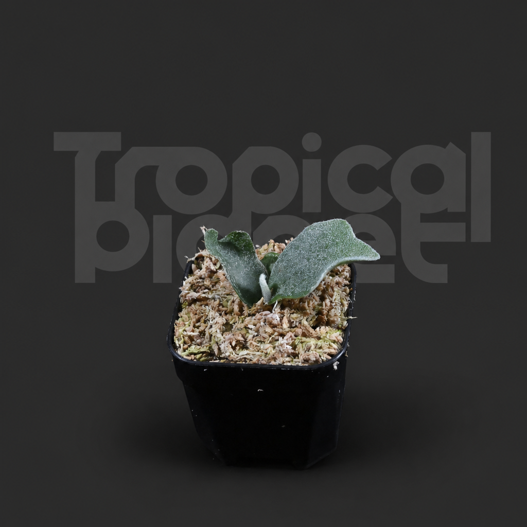 P. White Coral Sporeling - product image 2