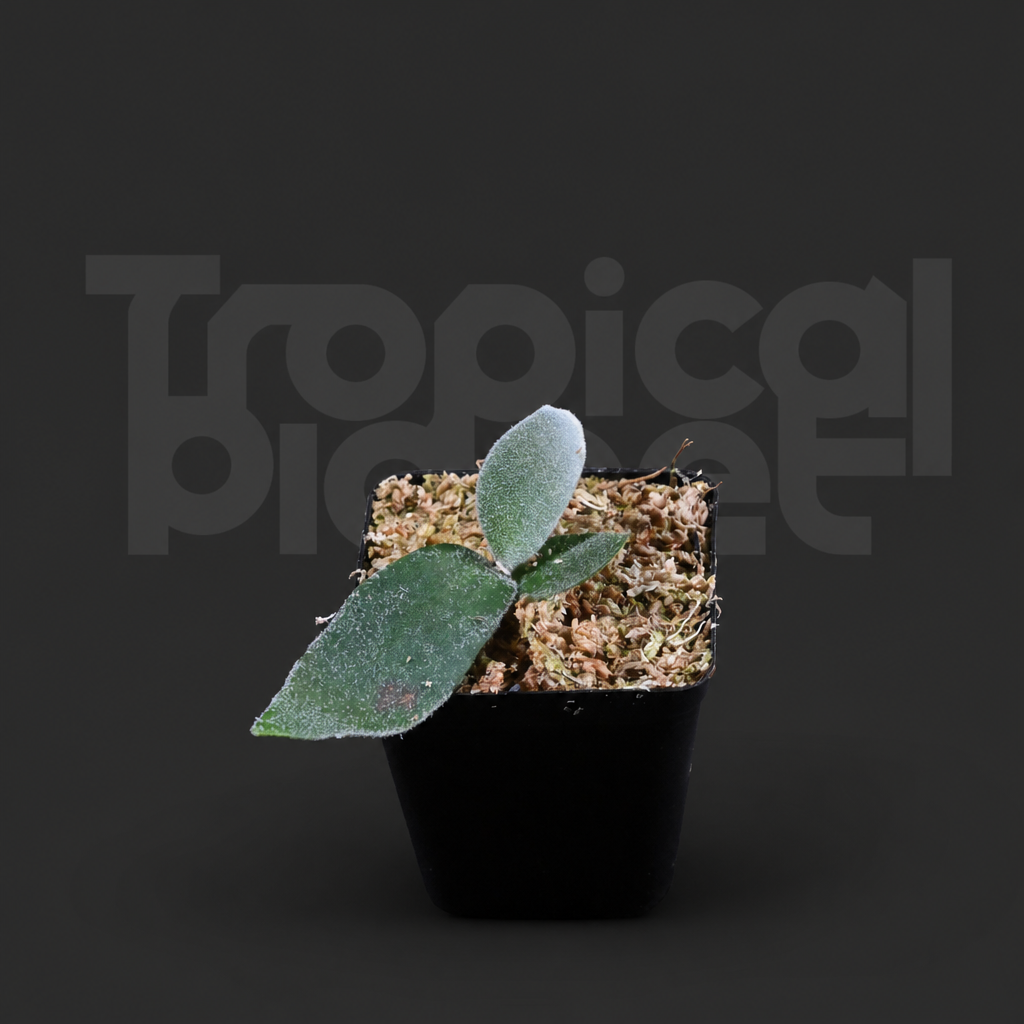 P.Willinckii bigV Sporeling - product image 2