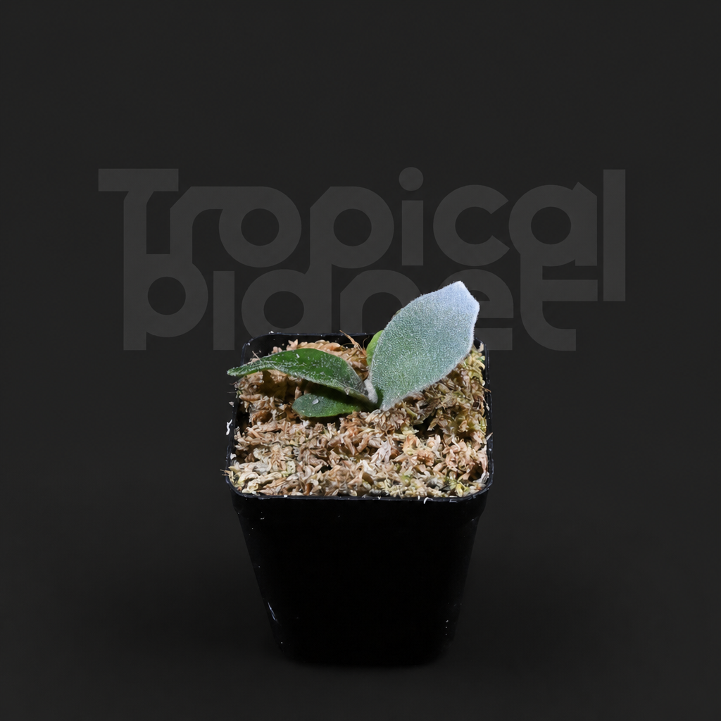 P. Wei Wei Moon Sporeling - product image 2