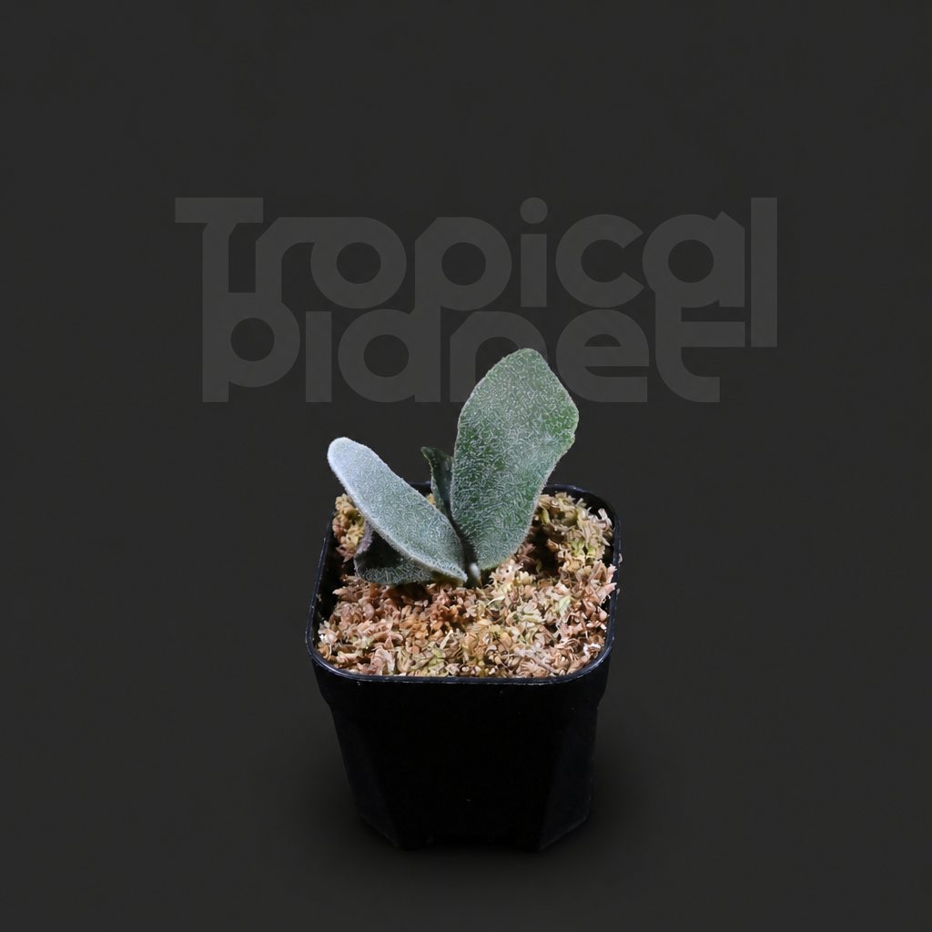 P. Snow Moon,P.Phoenix Mix Sporeling - product image 3