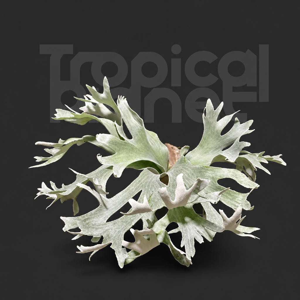 P. Ginka,P.Hillii Melissa Mix Sporeling - product image 1