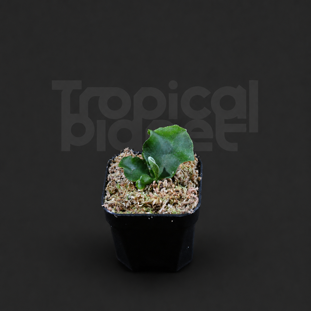 P. Ginka,P.Hillii Melissa Mix Sporeling - product image 3