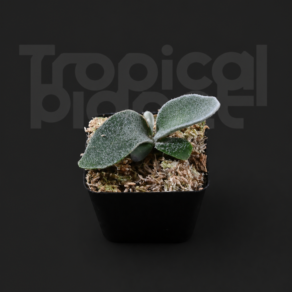 P. Little Angel Sporeling - product image 2
