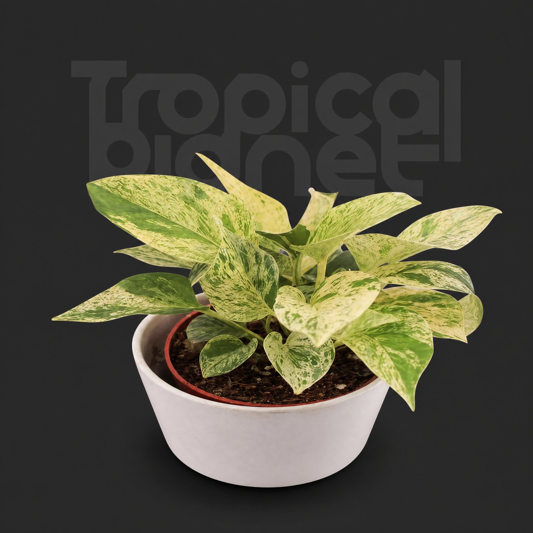 Pothos Marble Queen